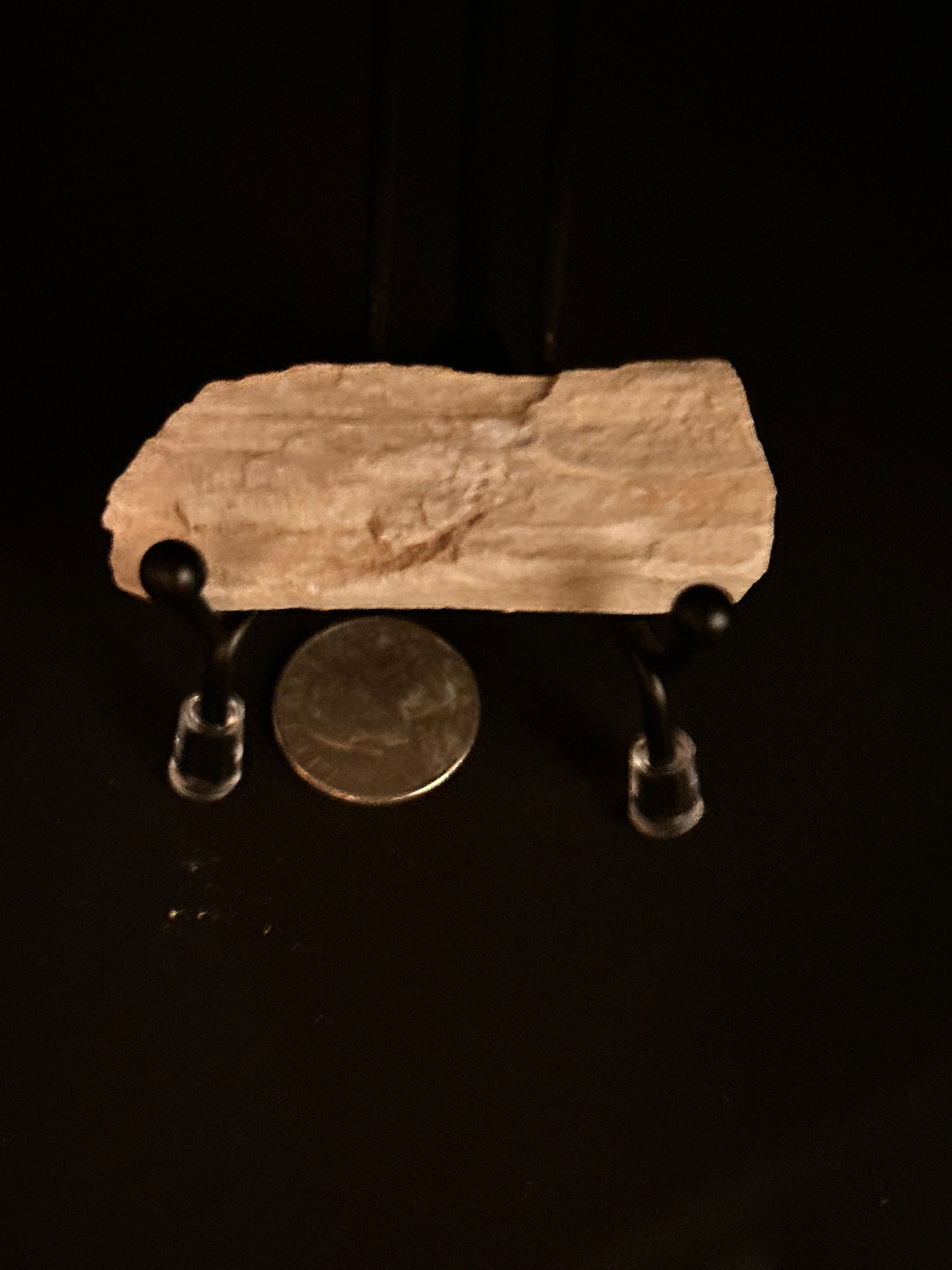 Whisperwood:  Petrified Wood
