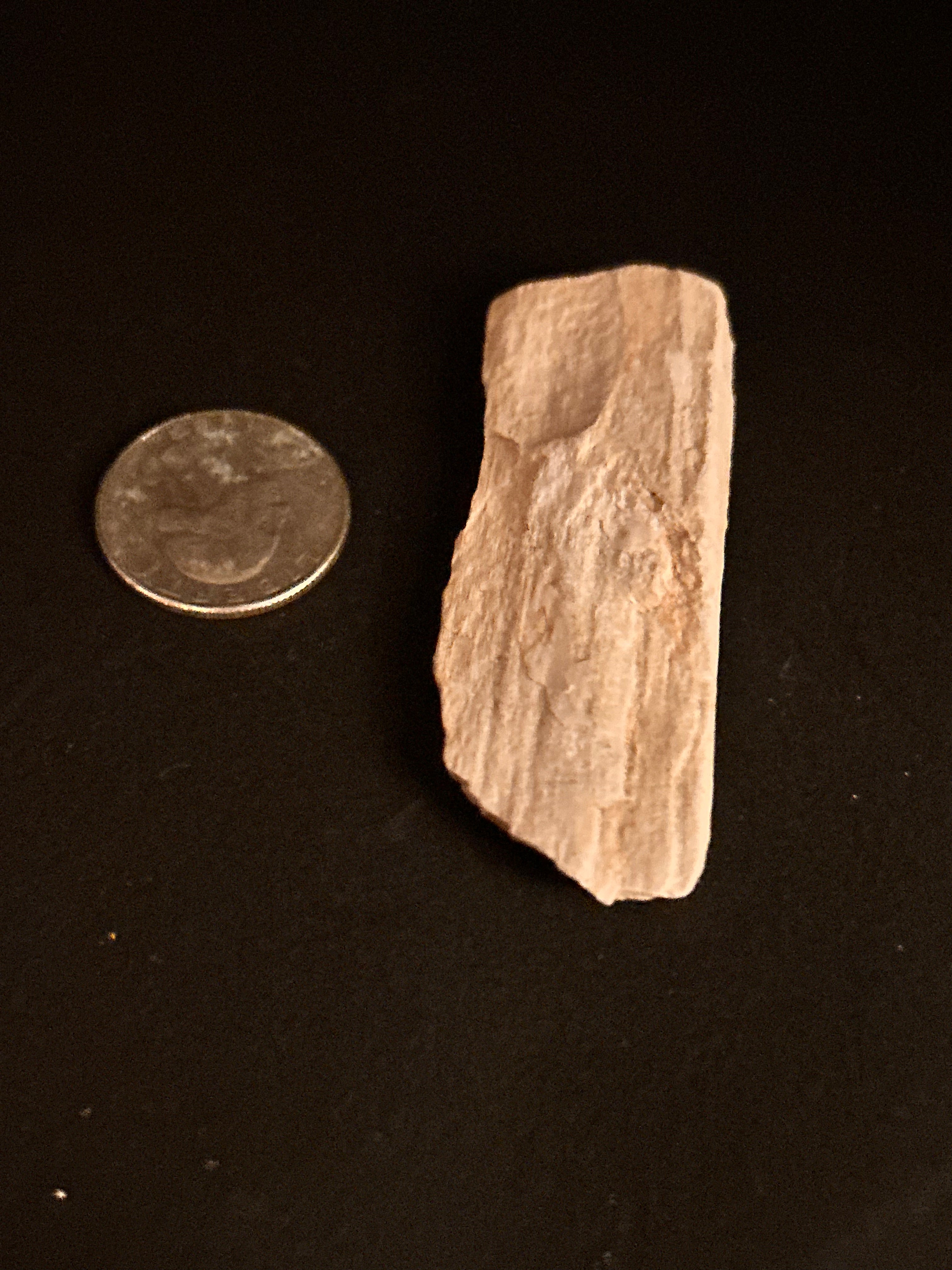 Whisperwood:  Petrified Wood