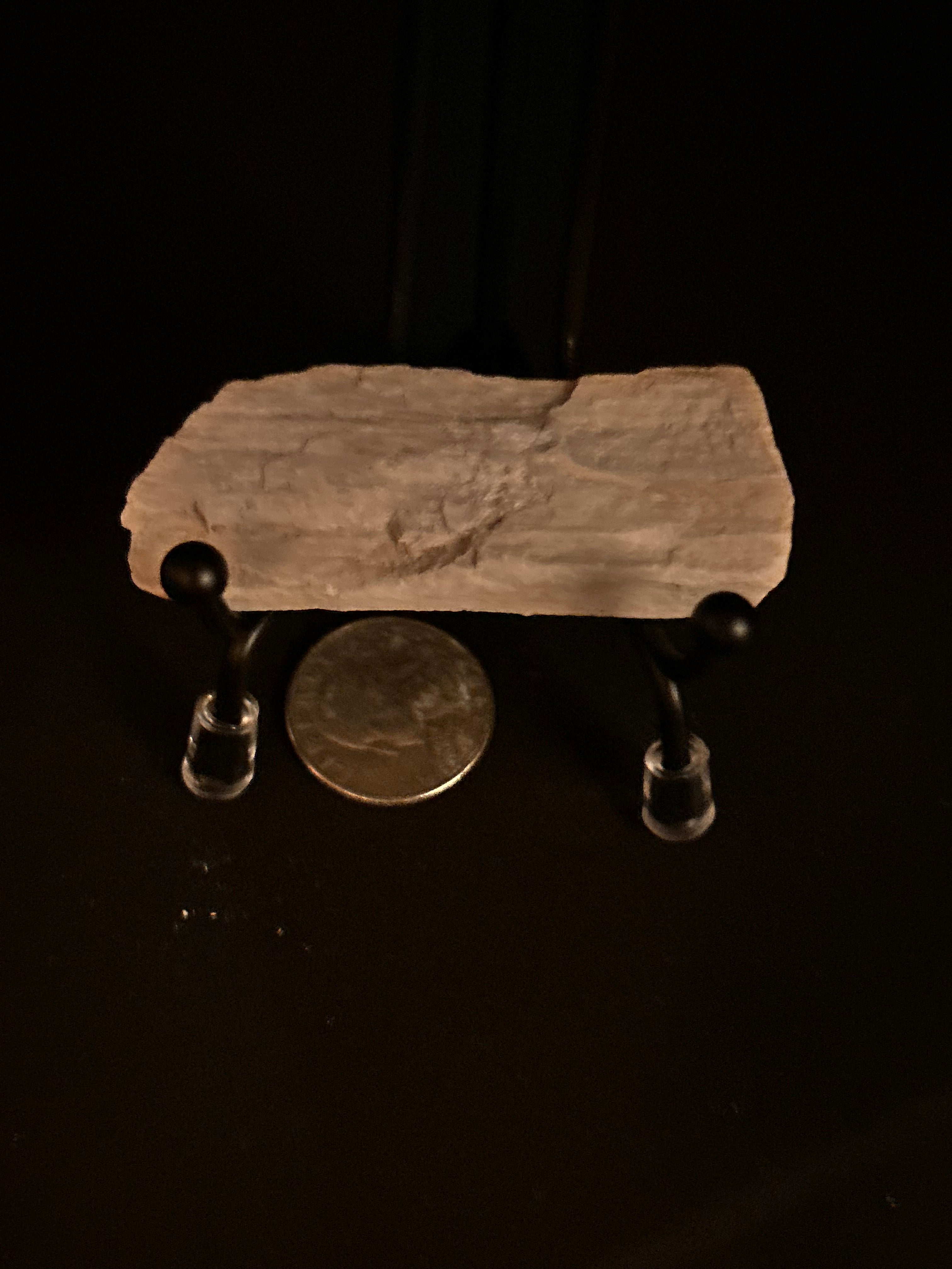 Whisperwood:  Petrified Wood