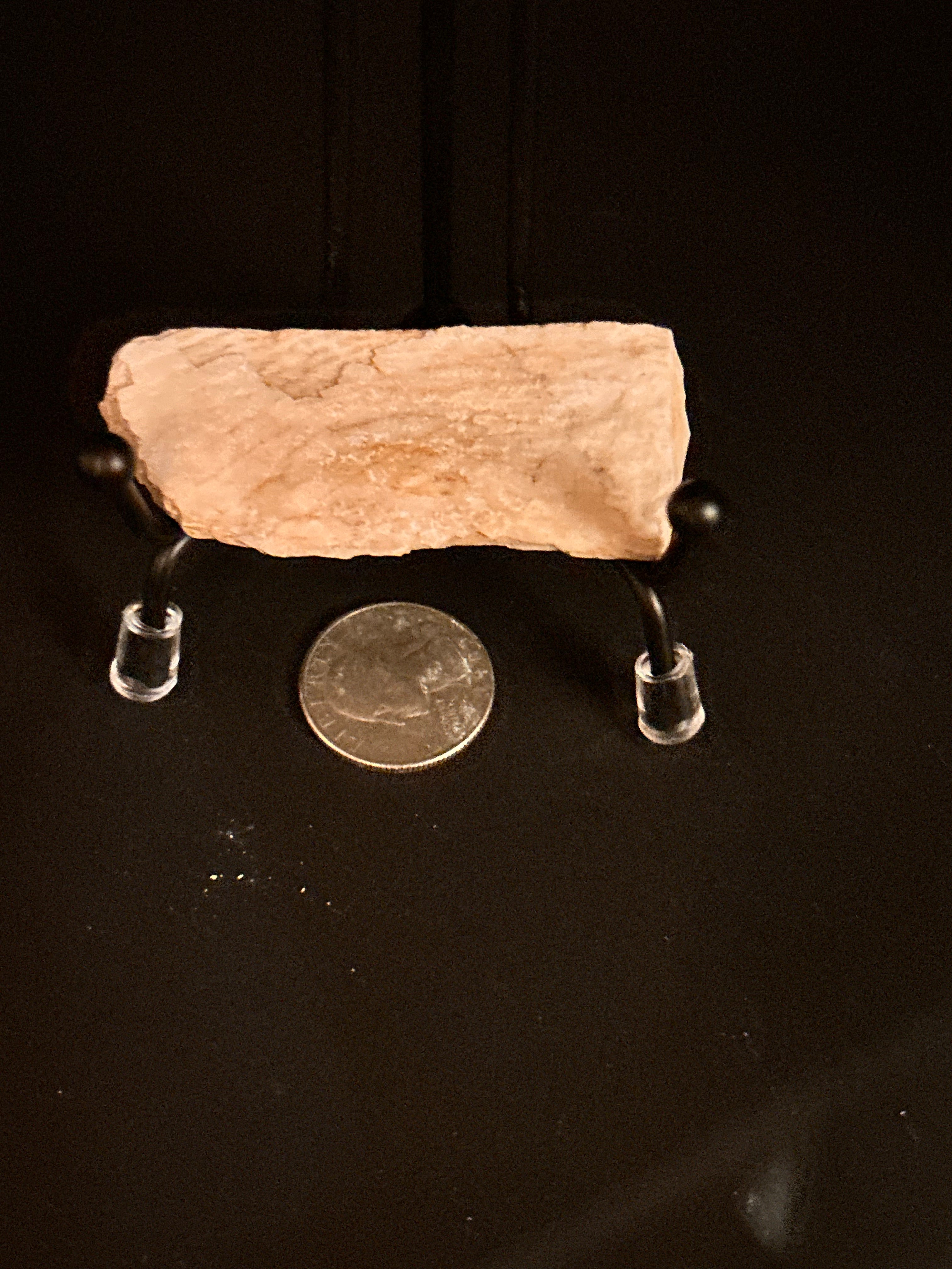 Whisperwood:  Petrified Wood