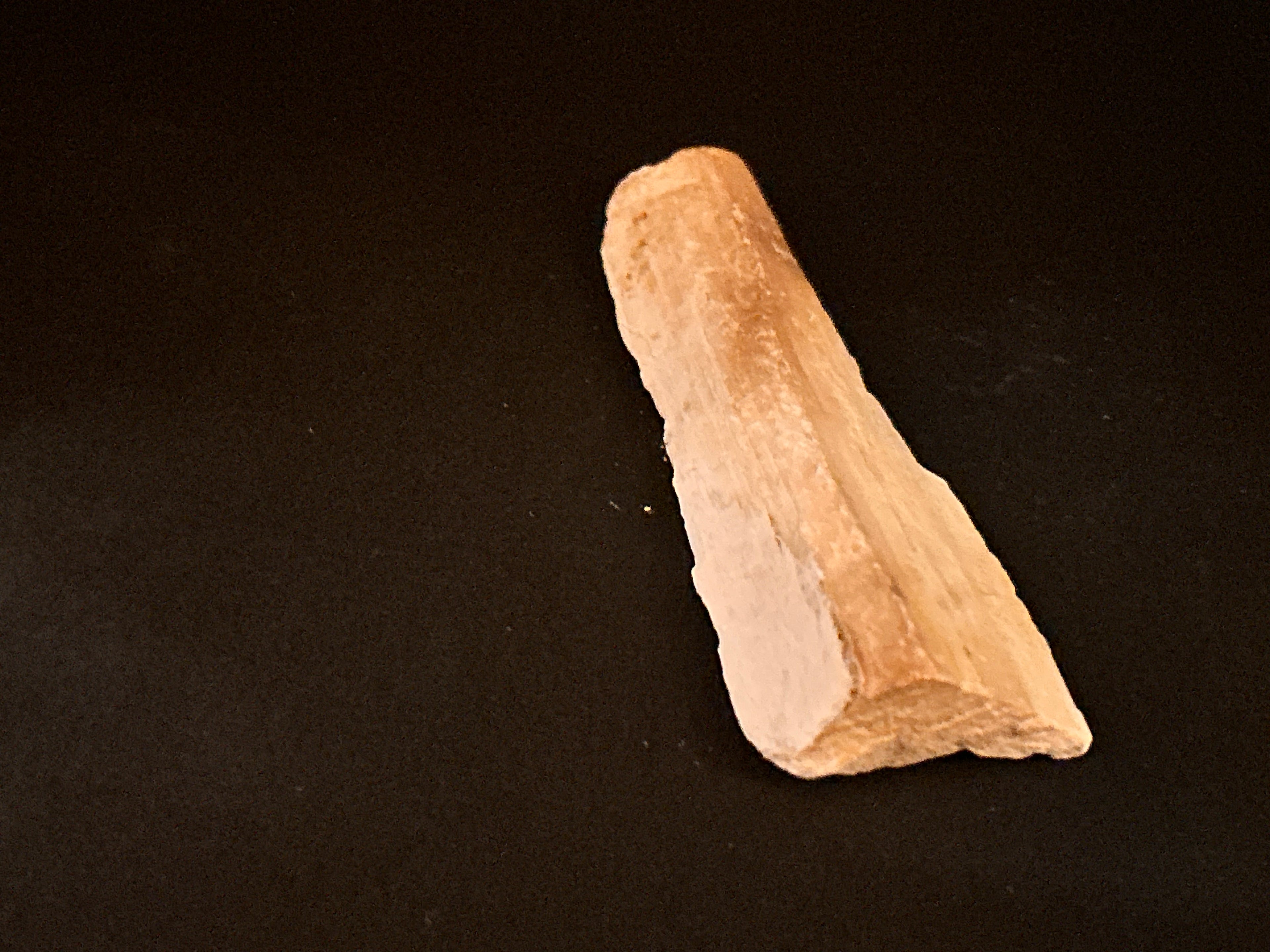 Whisperwood:  Petrified Wood