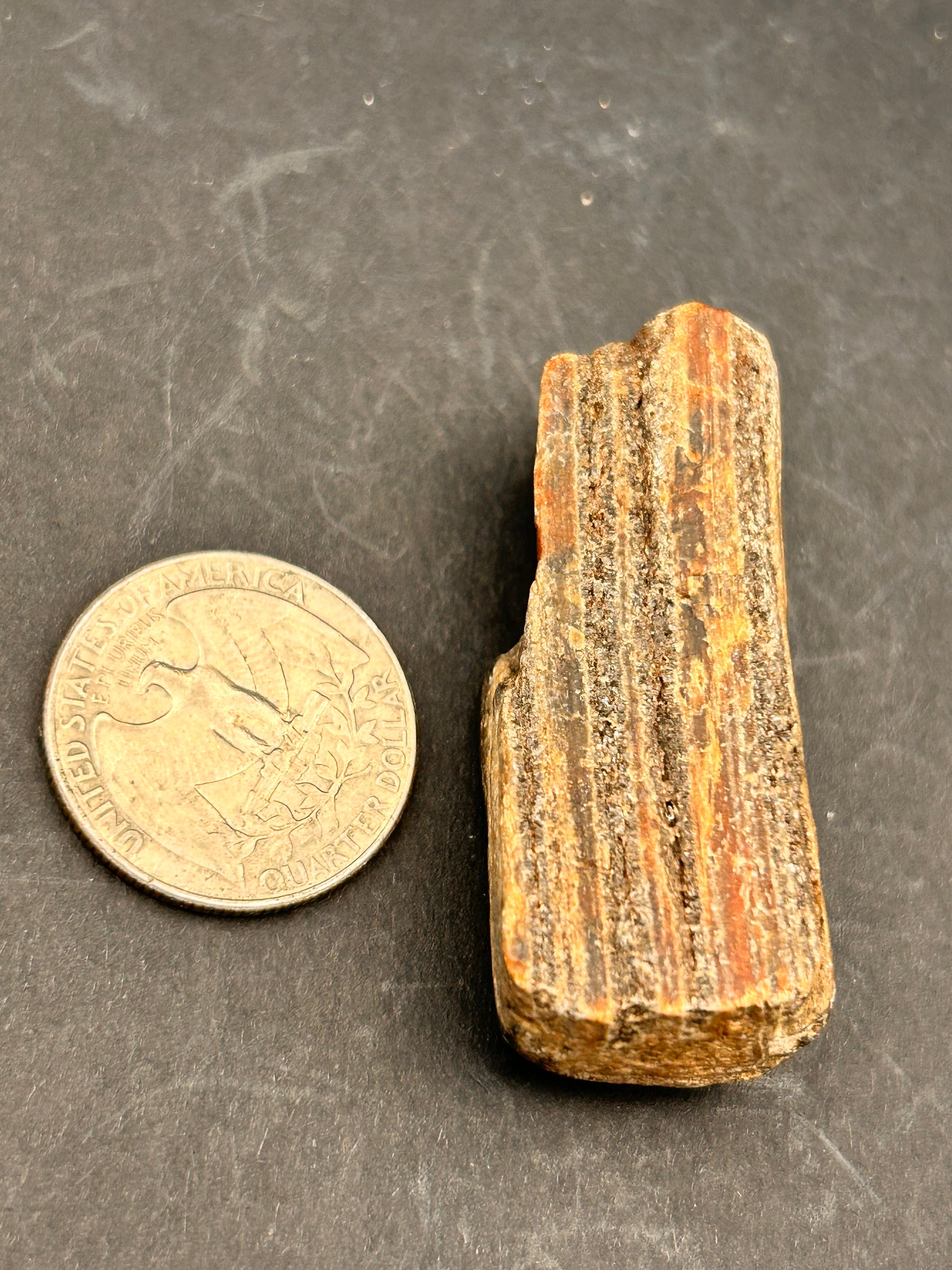 Portal Collection: Petrified Wood Shard (1.05 oz)