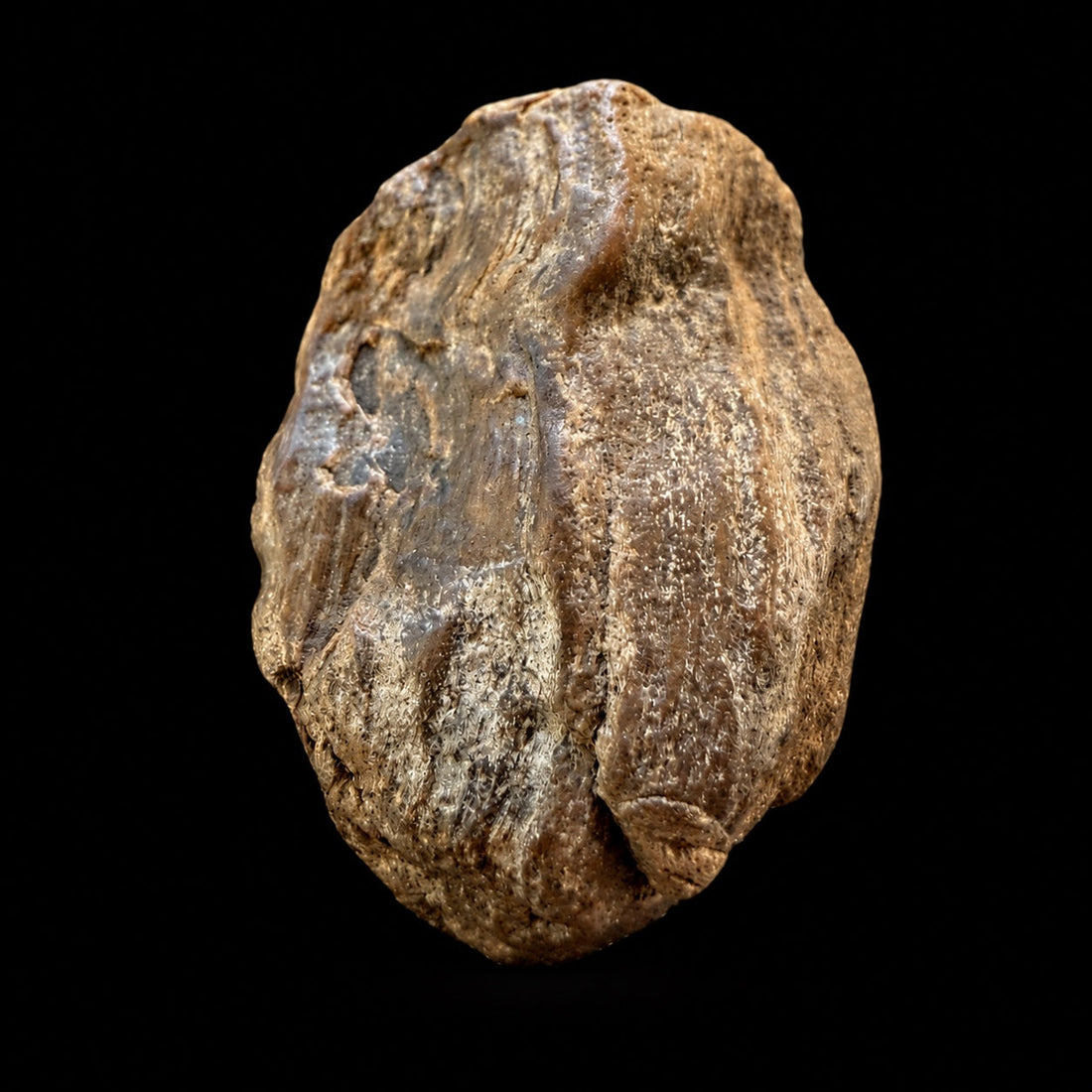 Probable petrified palmwood specimen from the Dragonfly Portal, front view