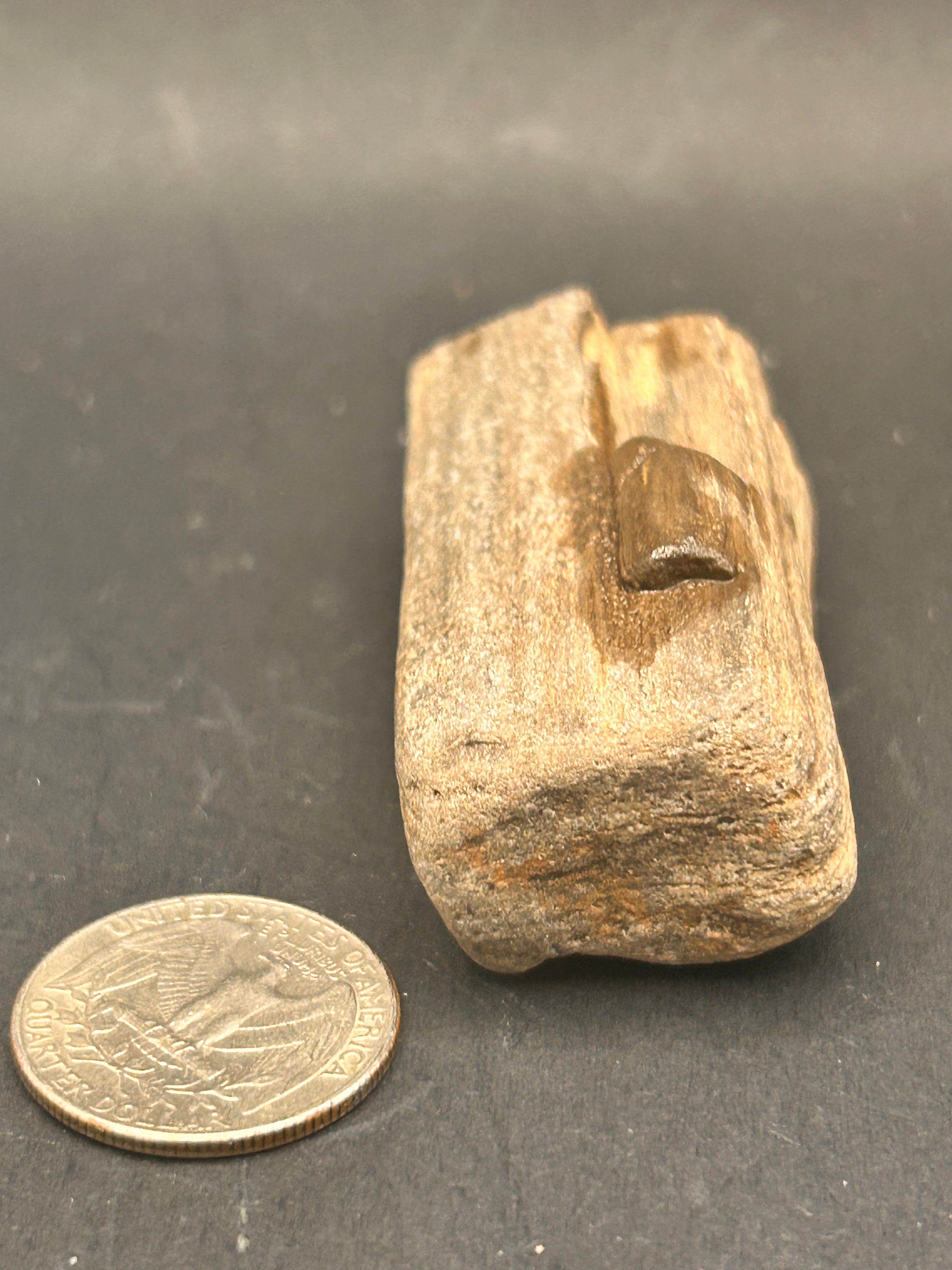 “Fossilwood Sentinel of Avrilis” — Petrified Jasper, 2.61 oz