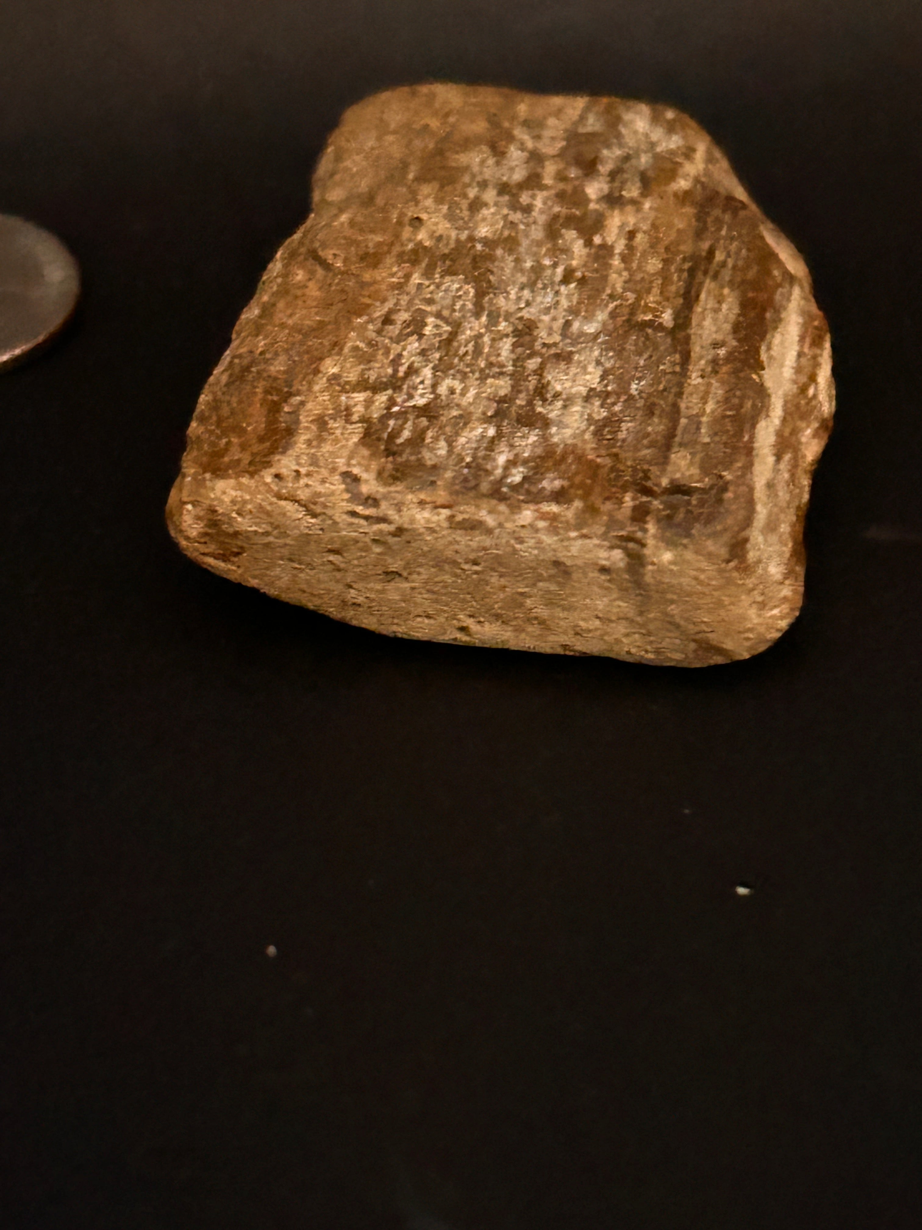 Petrified Fossil Wood Fragment (Mineralized Timber Core) 2.46 ounce