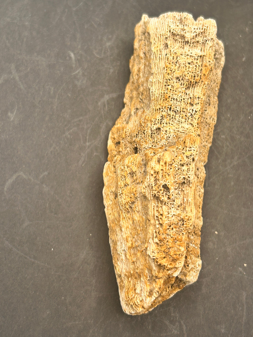 The Coral Spine of the Lumin Tides”  Fossilized Coral