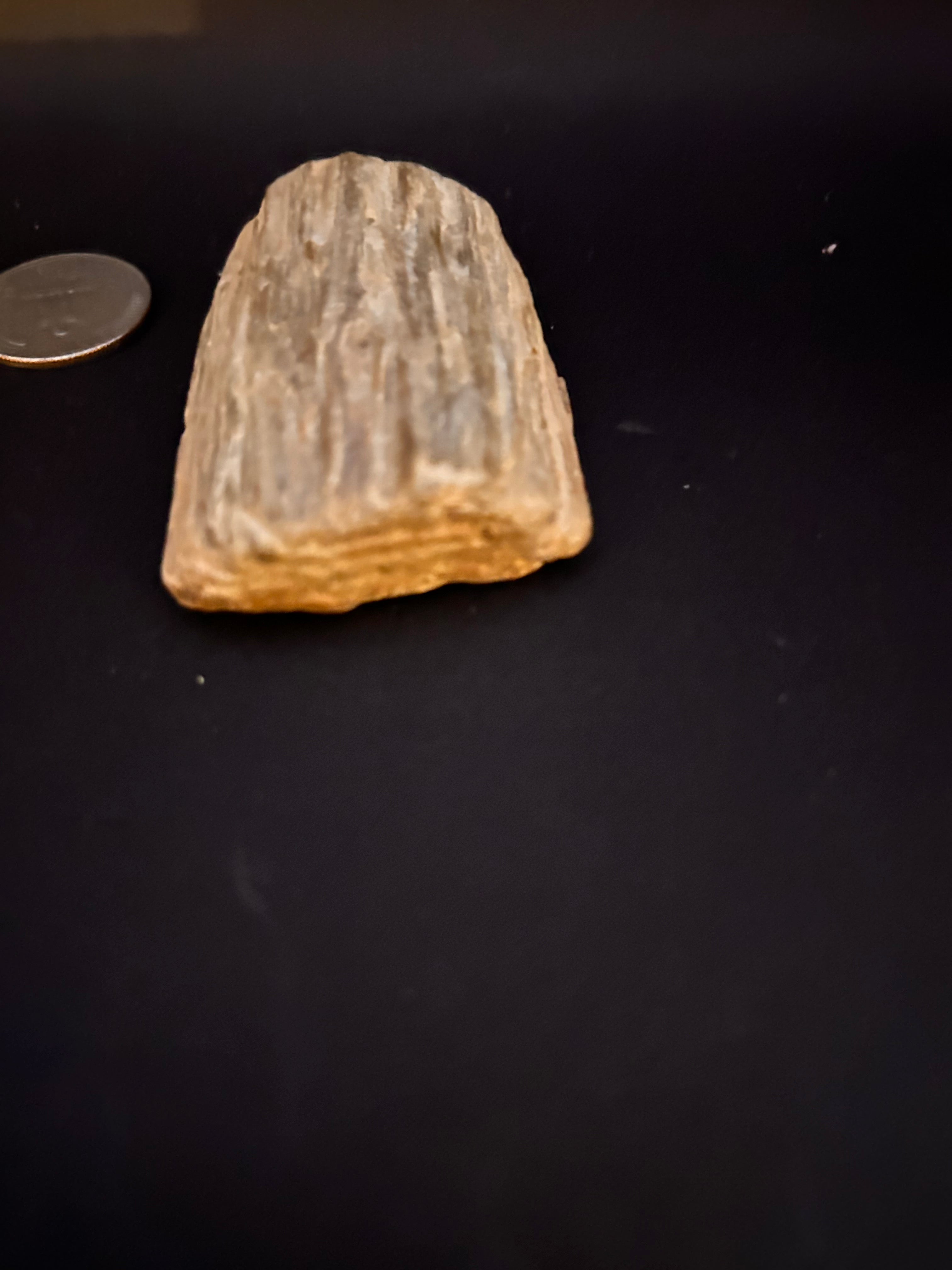 Petrified Wood with Crystallization — 2.95 oz