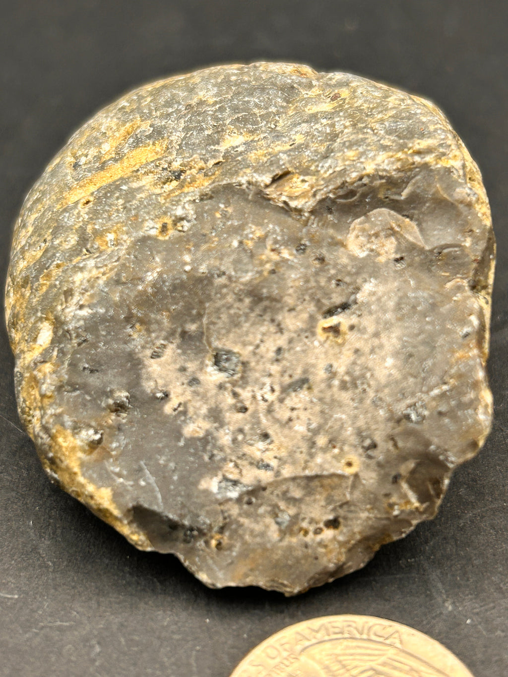 Petrified Portal Stone: “The Shrouded Memory Nodule” — 4.4 oz
