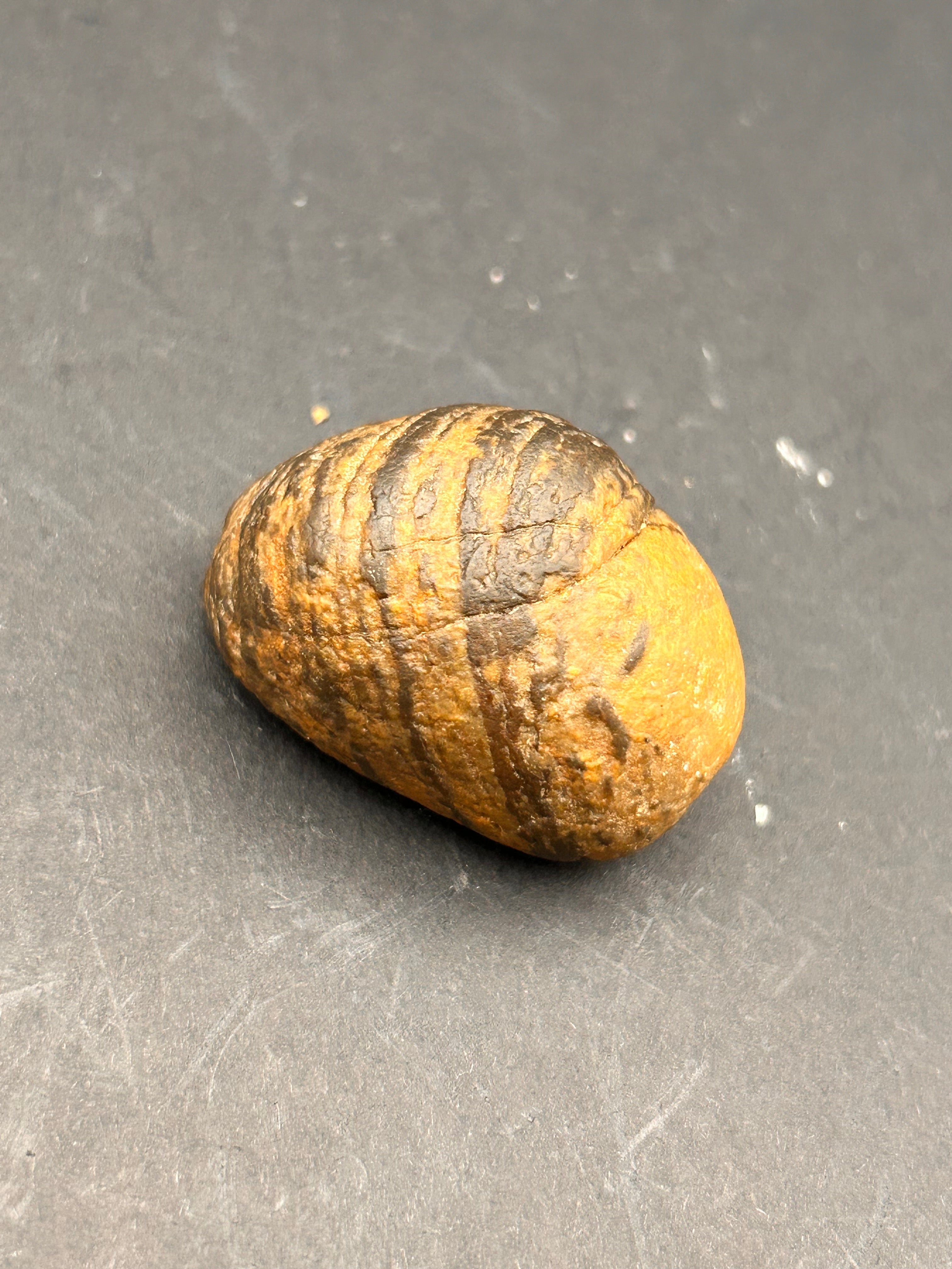 “Ember-Veined Seed Stone”