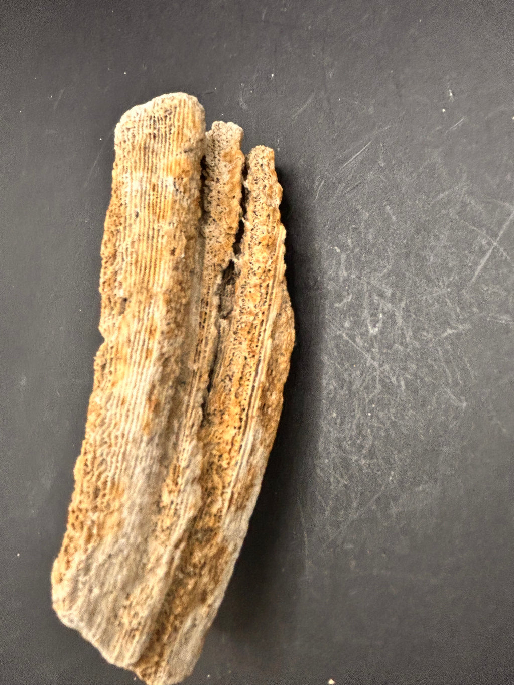The Coral Spine of the Lumin Tides”  Fossilized Coral