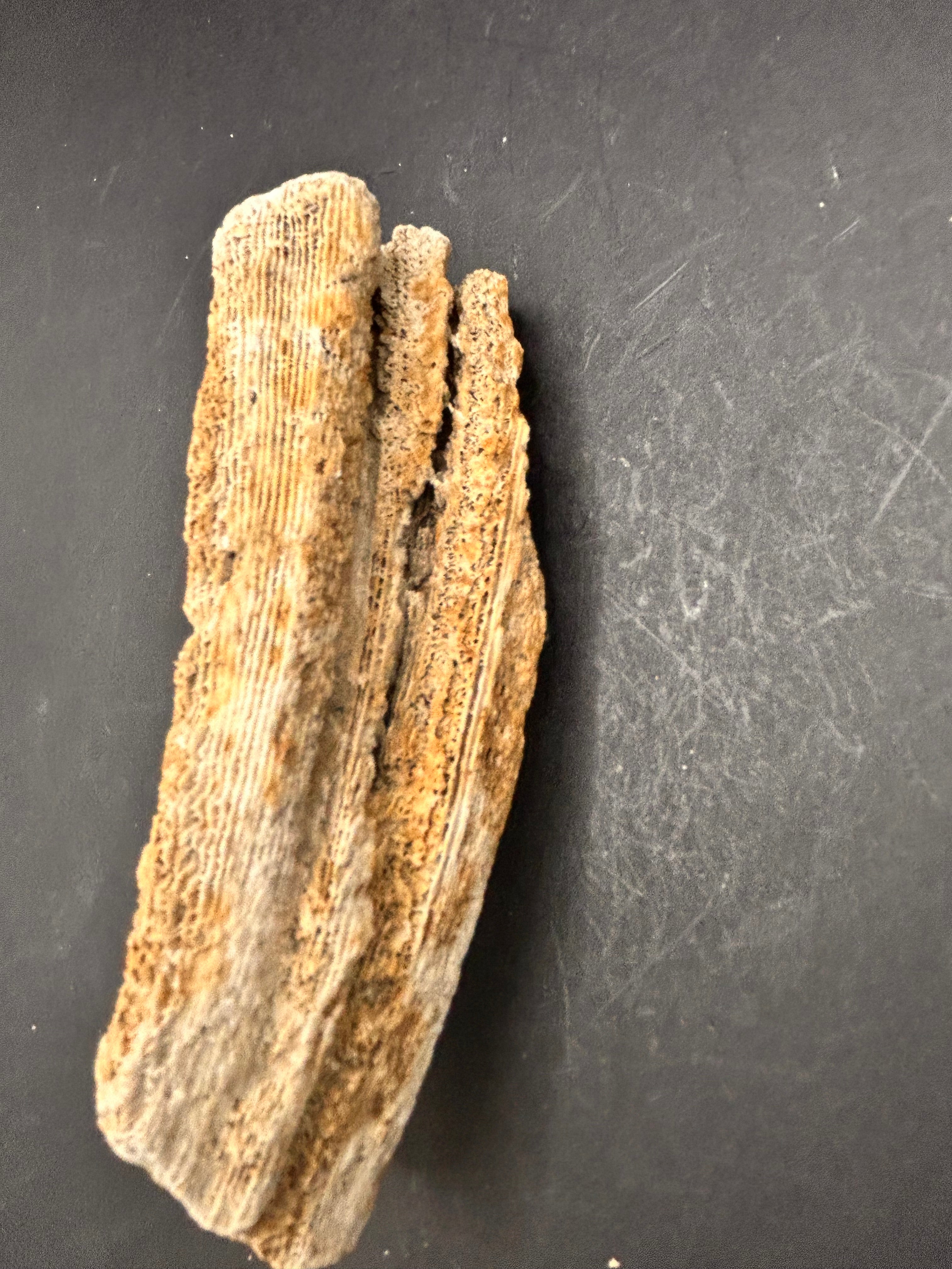The Coral Spine of the Lumin Tides”  Fossilized Coral