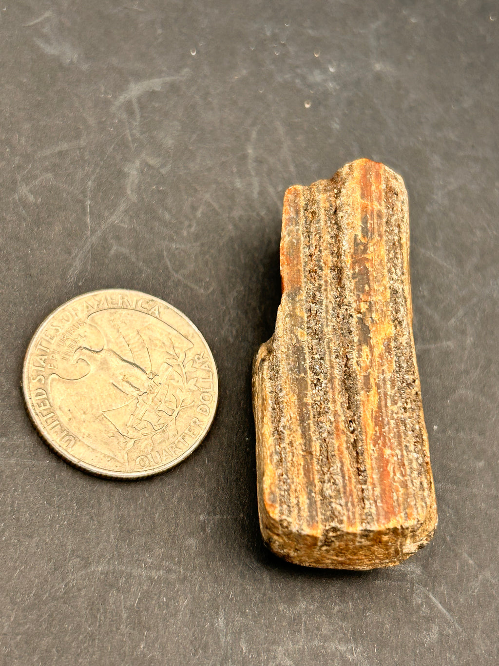 Petrified Wood Shard – 1.05 oz – Portal Collection