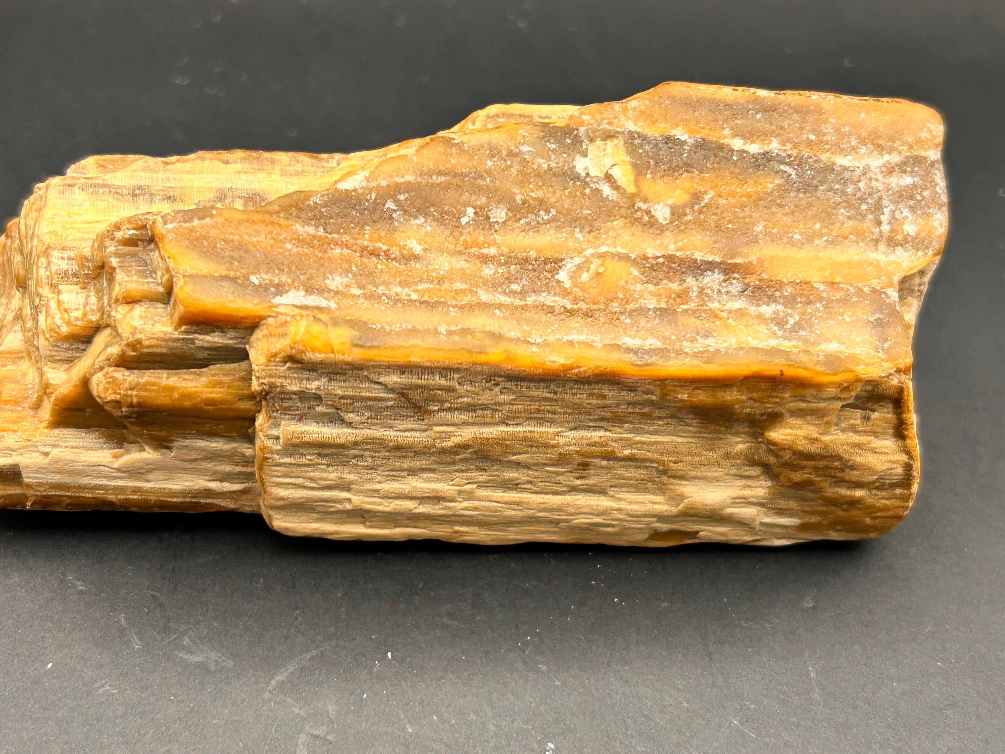 Petrified Wood – Ancient Earth’s Wisdom