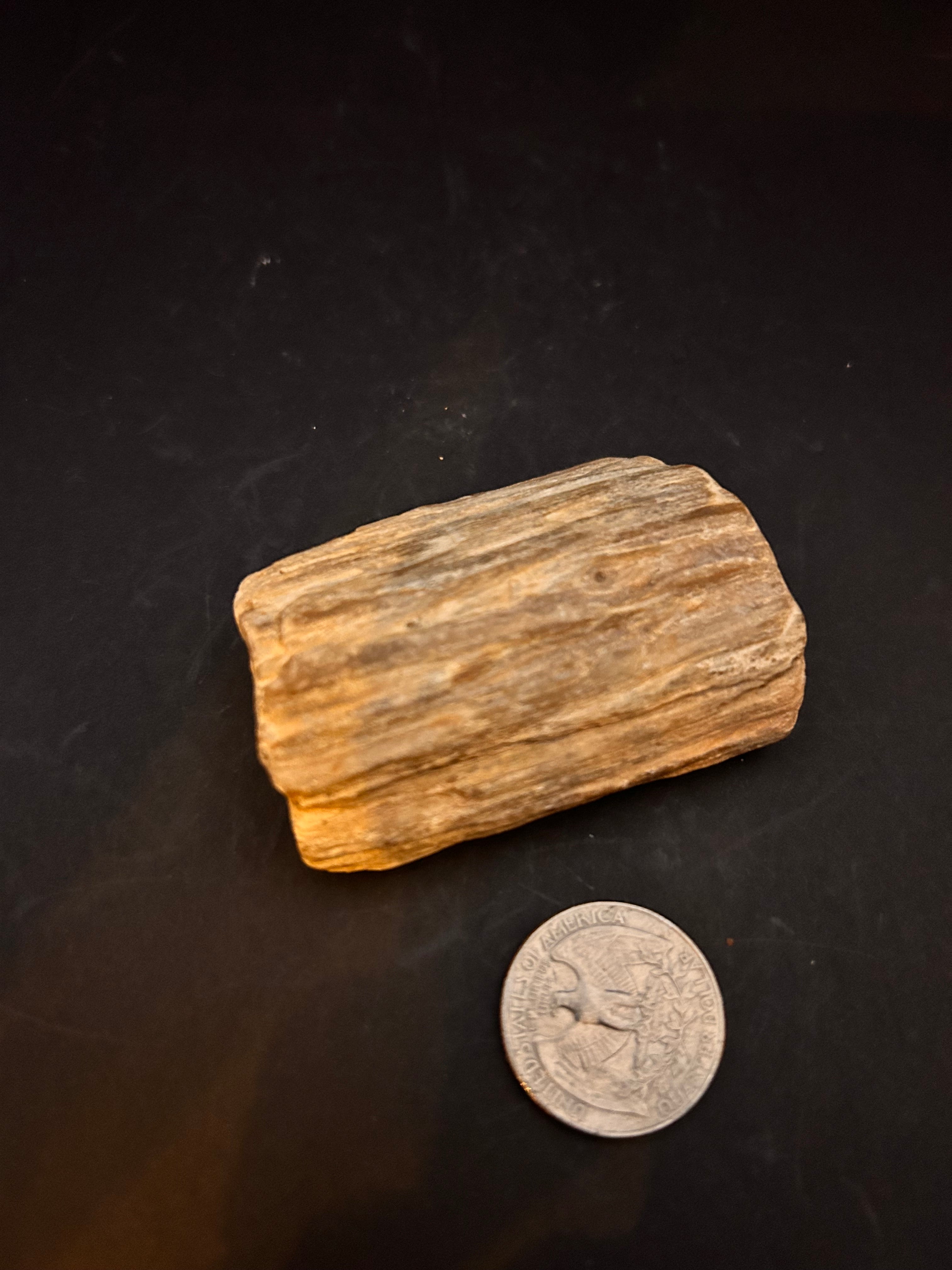 Petrified Wood with Crystallization — 2.95 oz