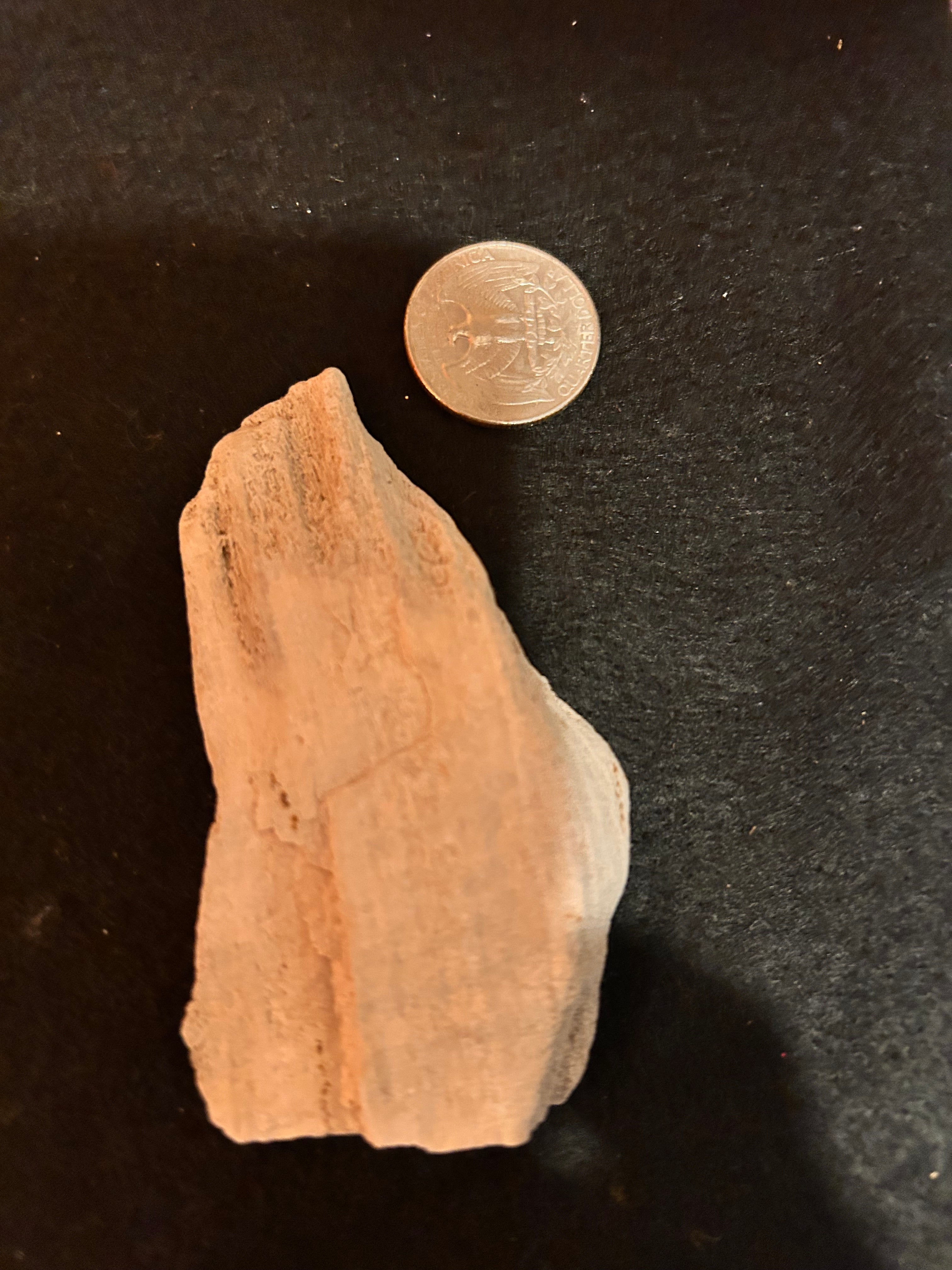 Whisperwood:  Petrified Wood