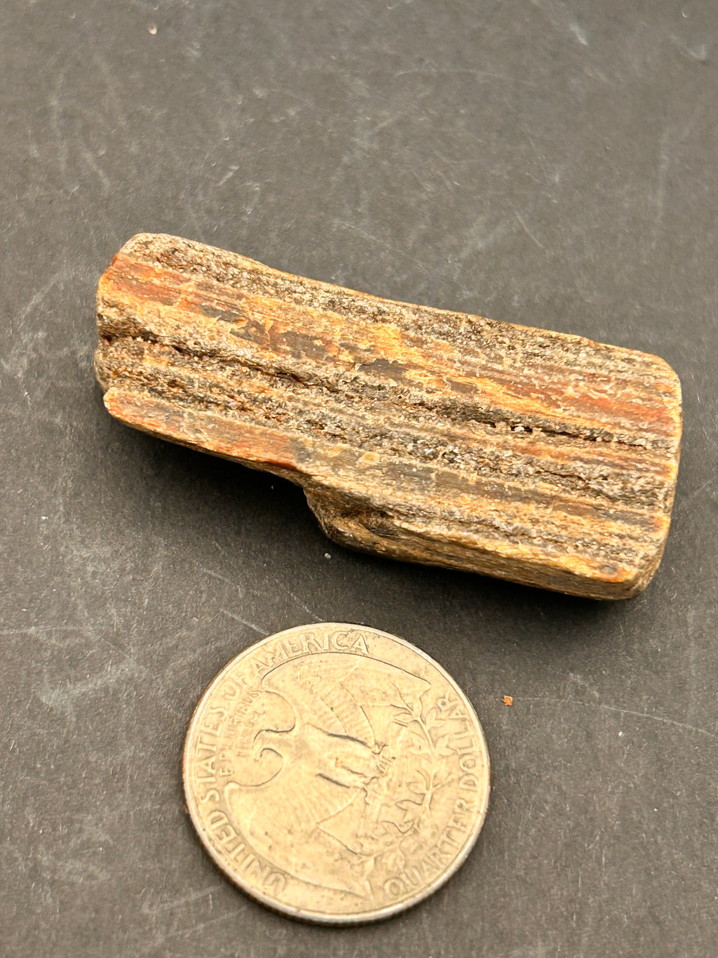 Petrified Wood Shard – 1.05 oz – Portal Collection