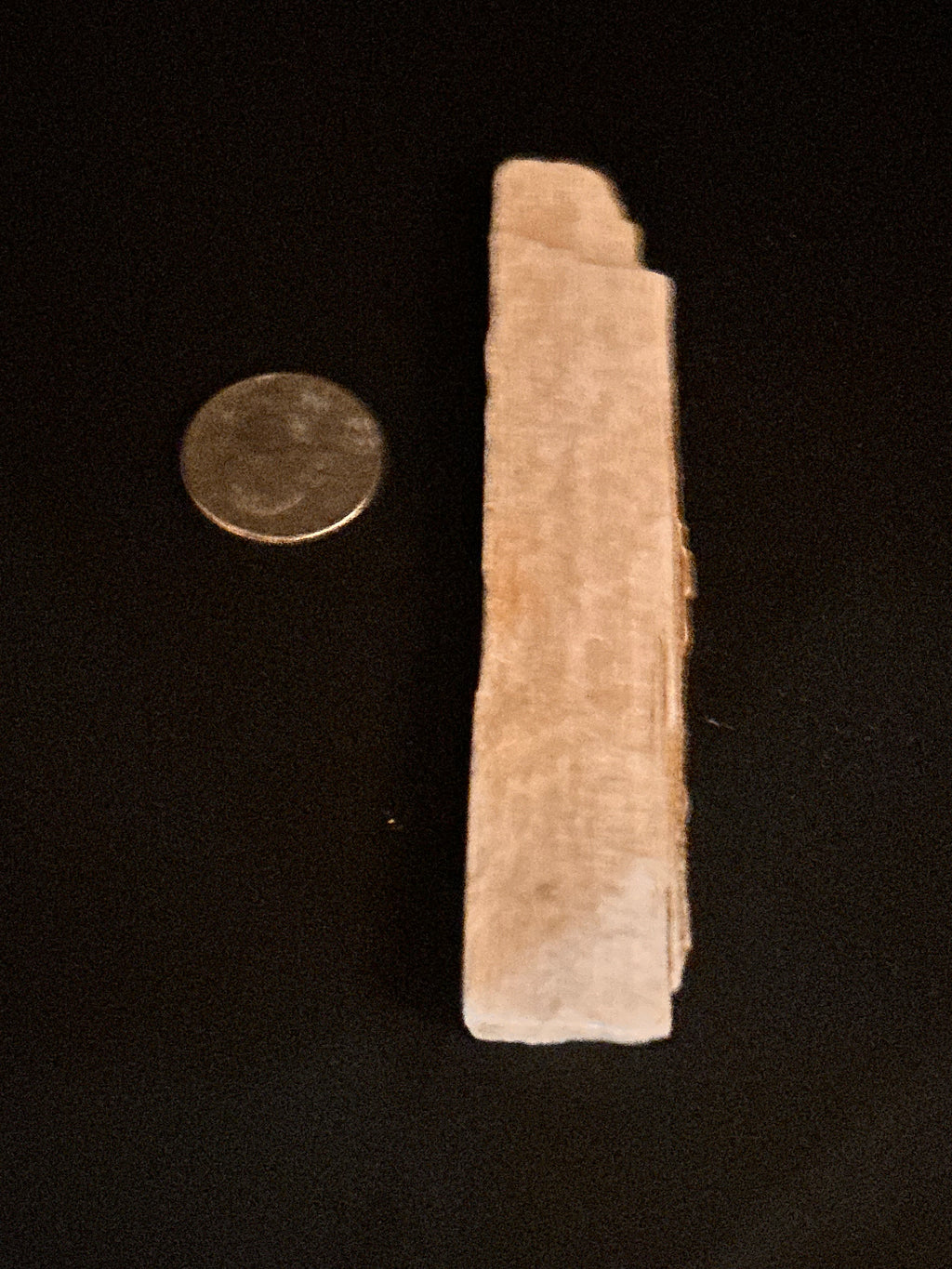 Whisperwood:  Petrified Wood