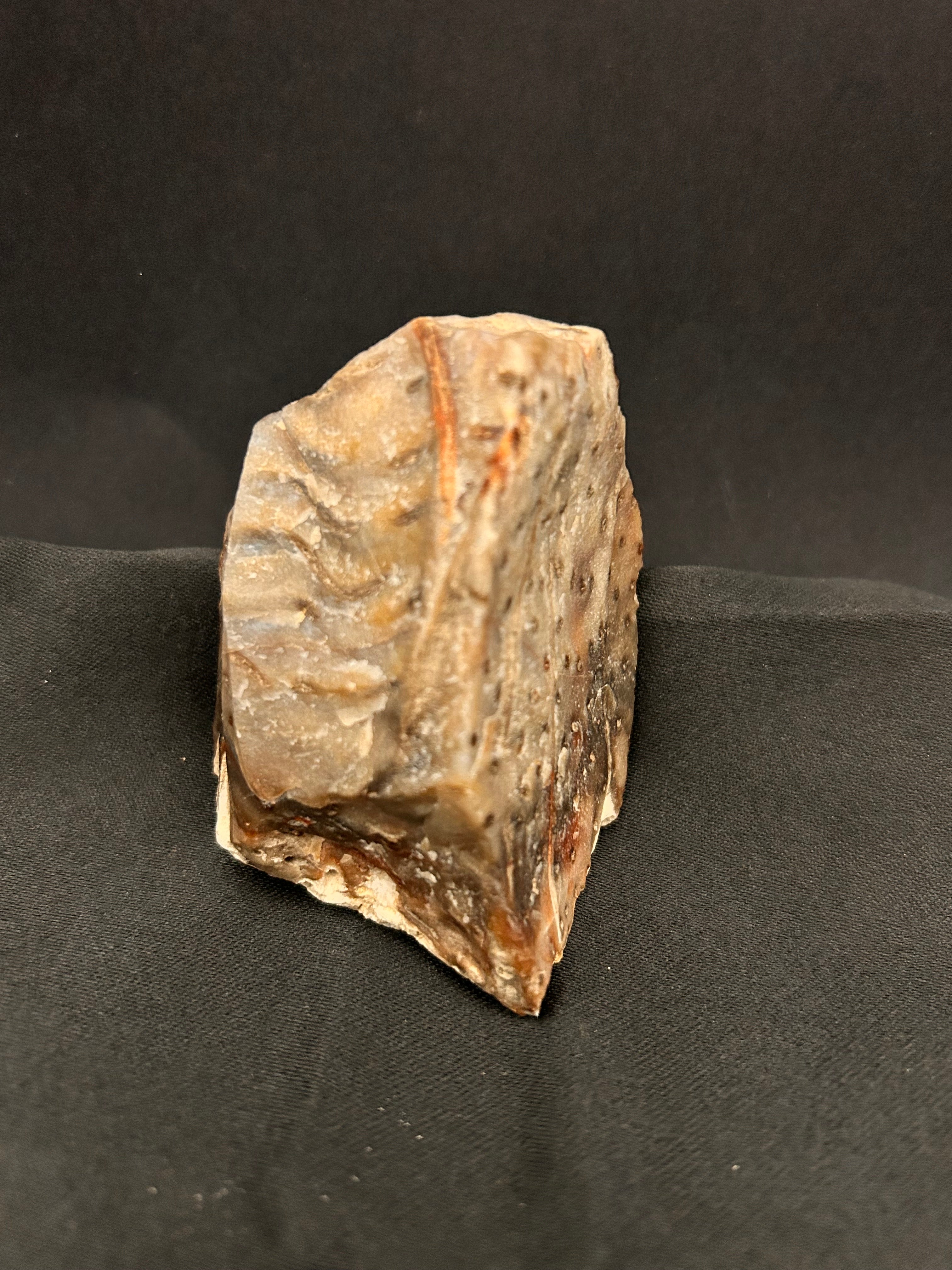Marine Fossil Specimen
Weight: 6 oz