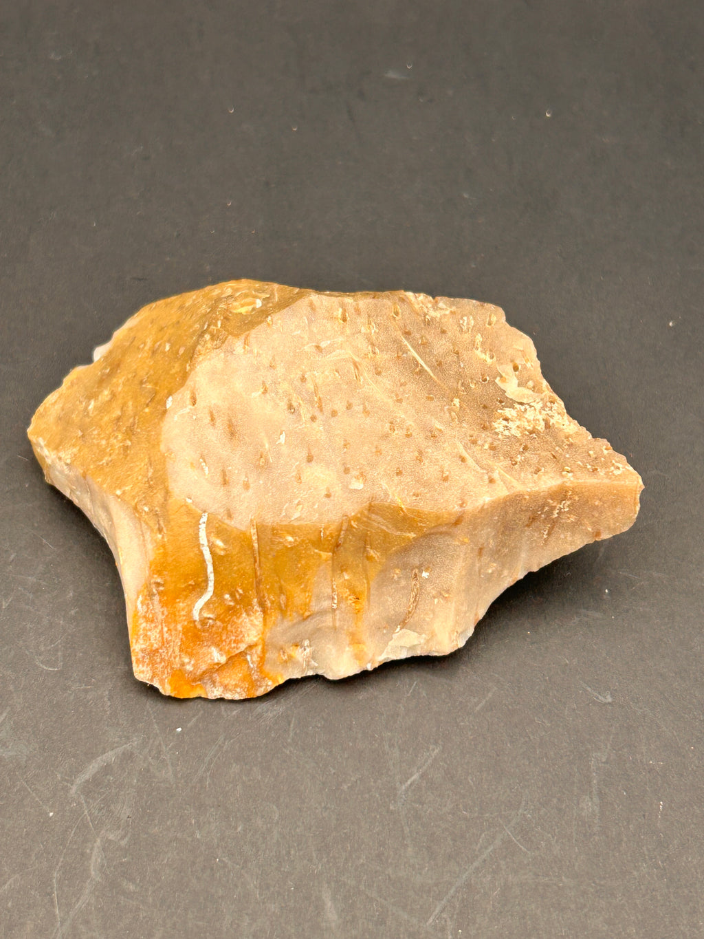 Fossilized Coral Plate