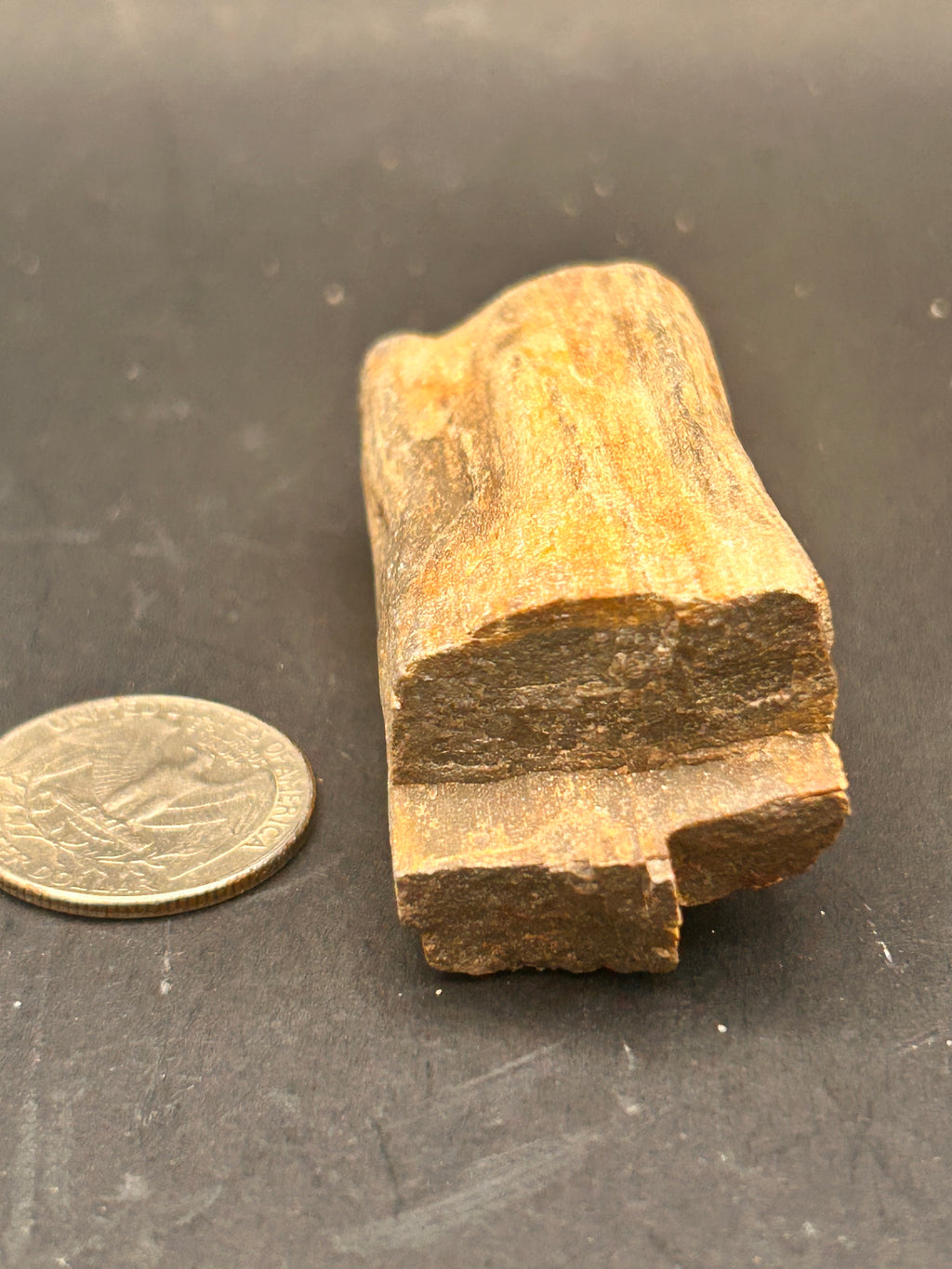 “Fossilwood Sentinel of Avrilis” — Petrified Jasper, 2.61 oz