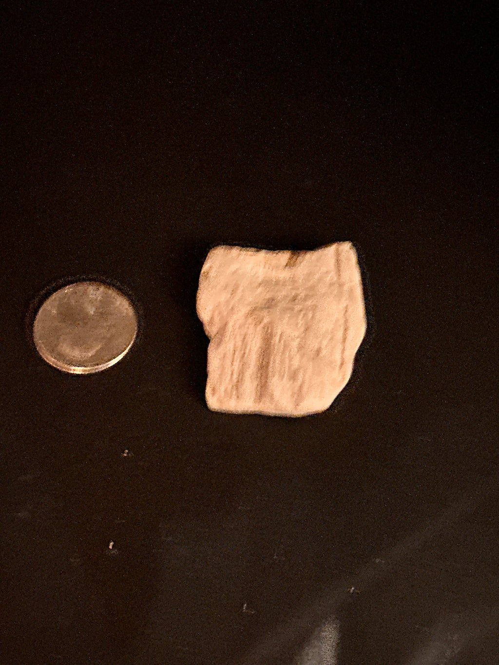 Whisperwood:  Petrified Wood