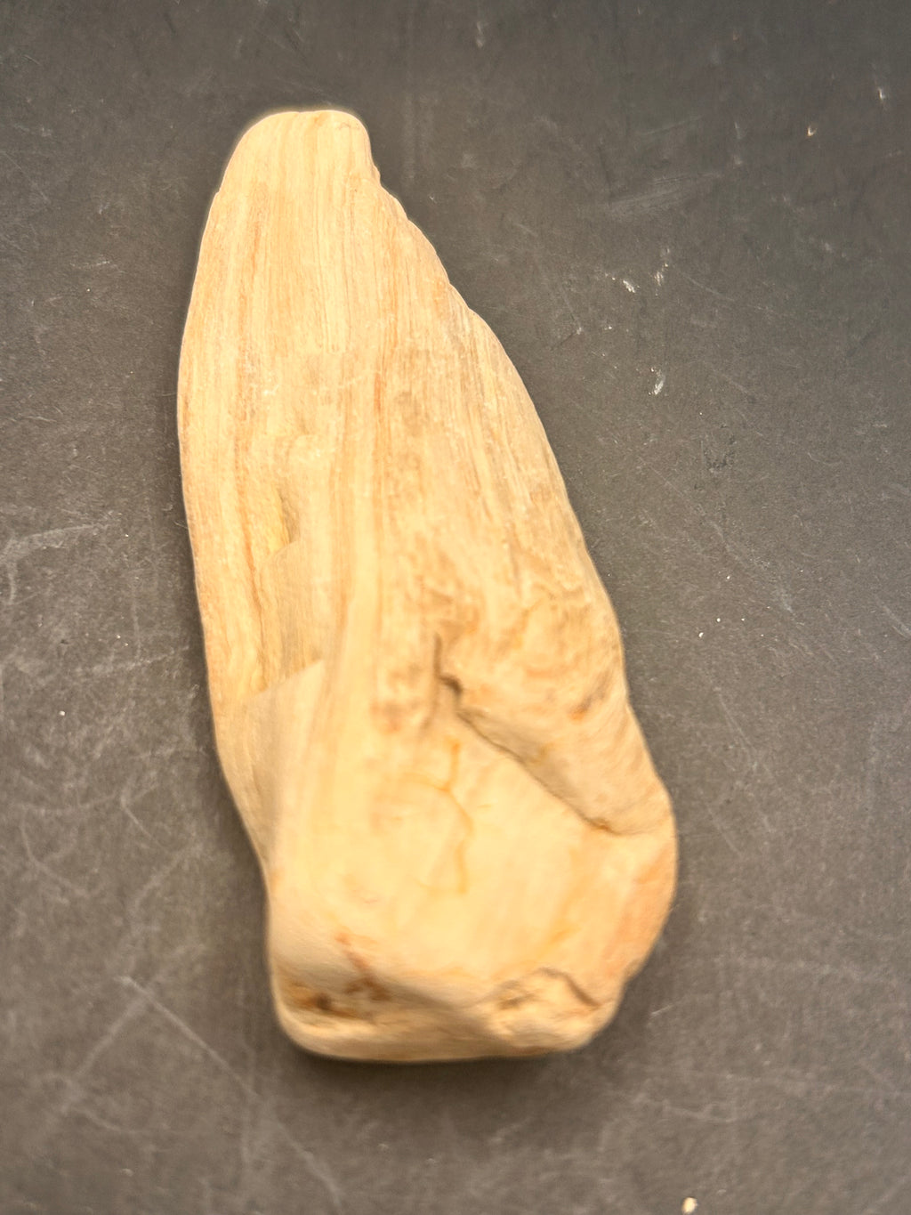 The Whisperblade of Avrilis — 1.70 oz Petrified Wood