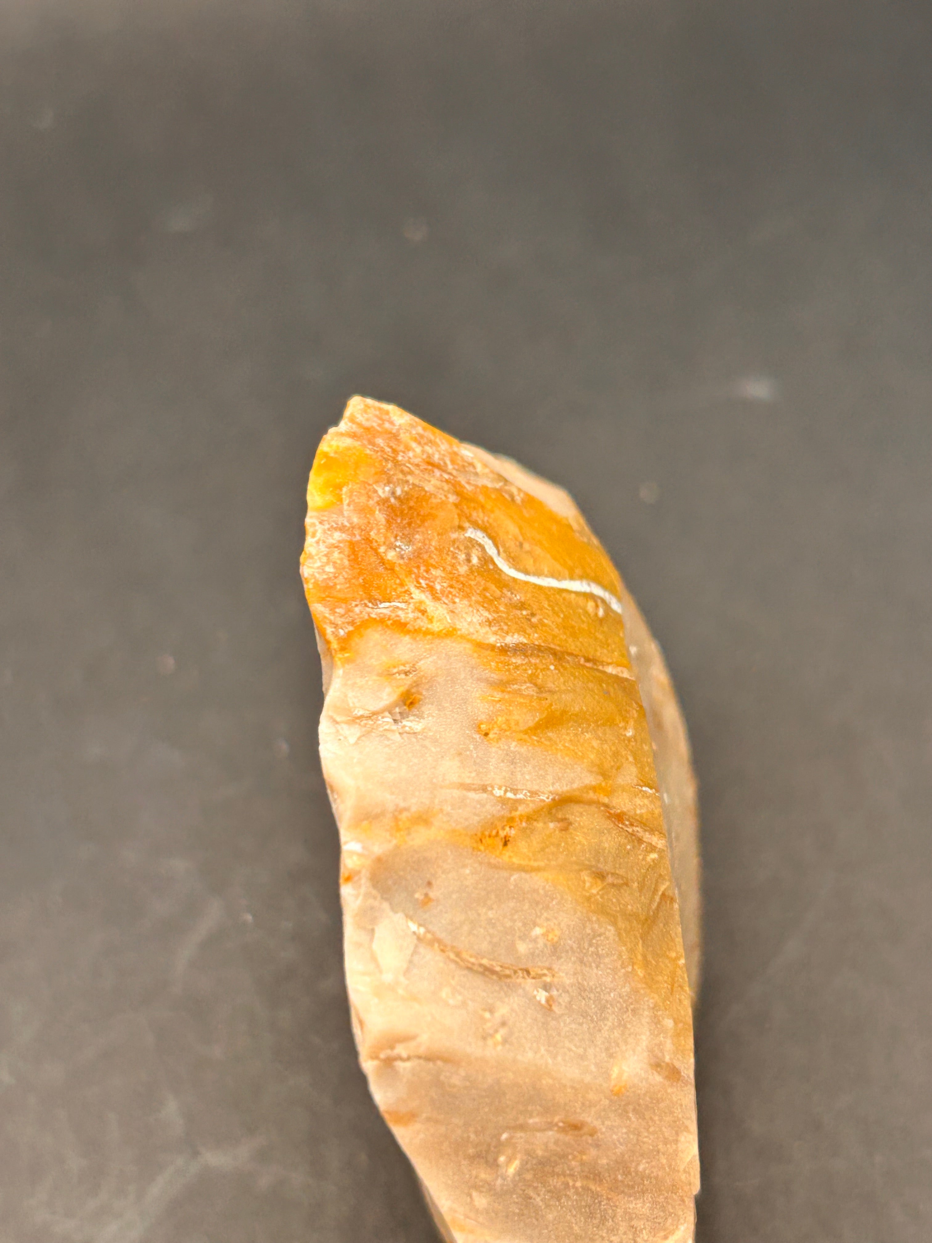 Fossilized Coral Plate