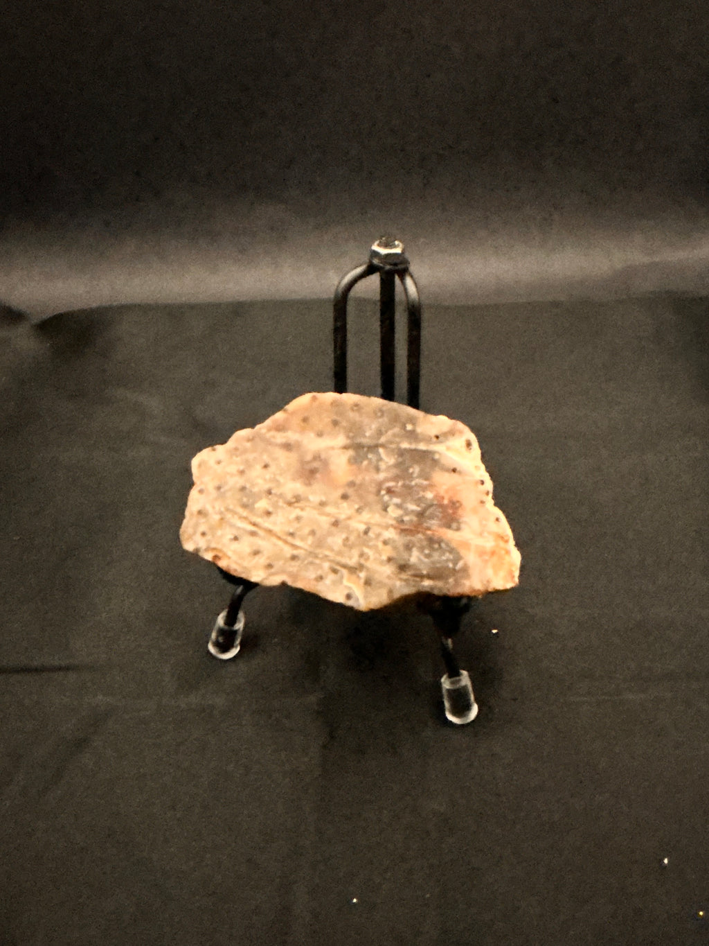 Marine Fossil Specimen
Weight: 6 oz