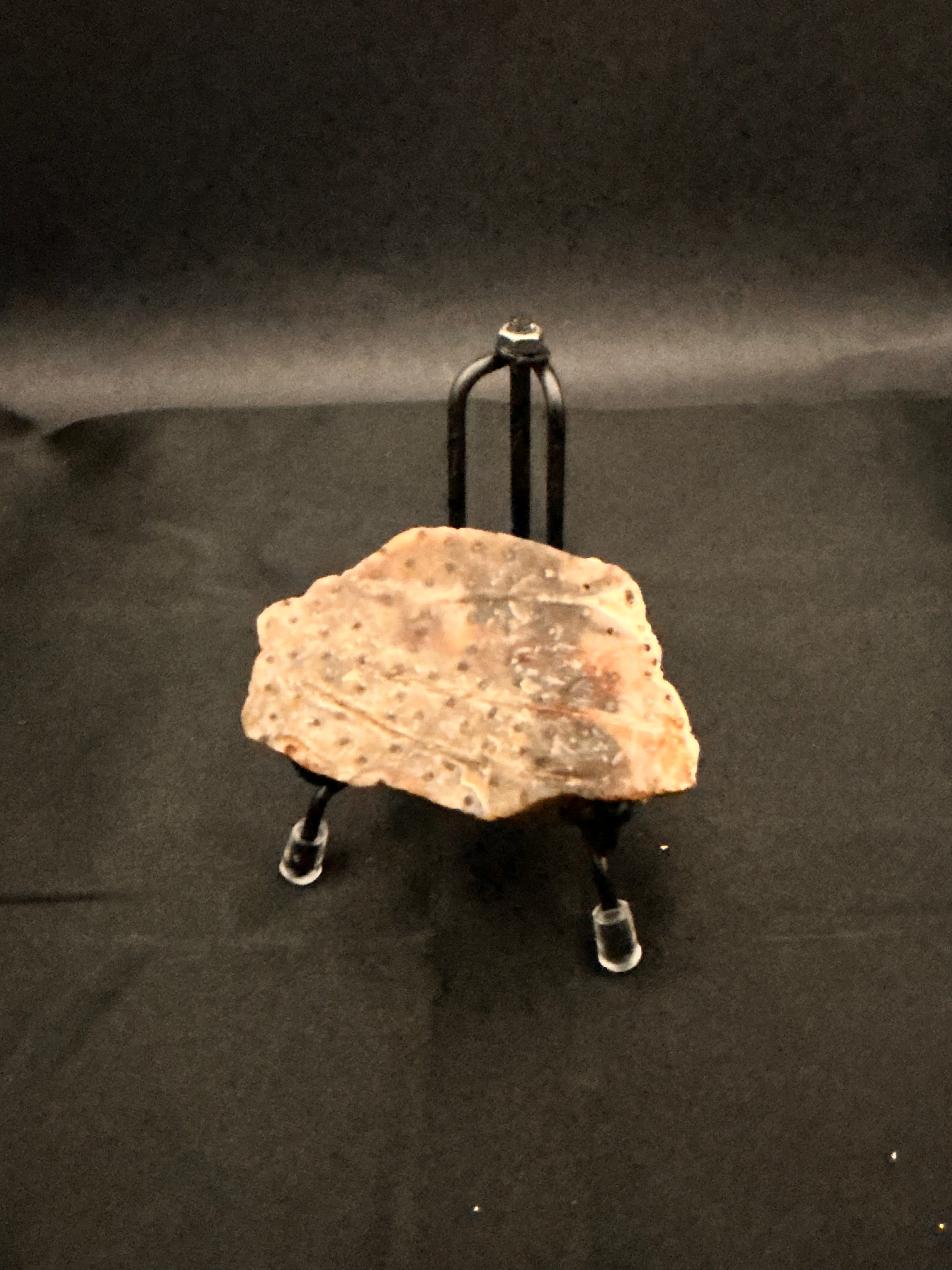 Marine Fossil Specimen
Weight: 6 oz