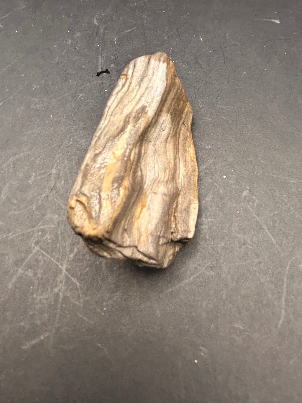 The Driftwood Echo is a 2.91-ounce exquisite piece of petrified wood