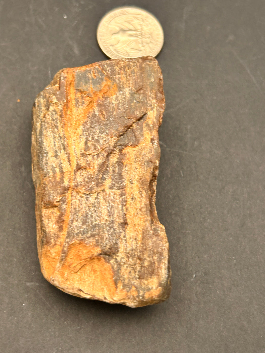 Petrified Wood – Dragonfly Portal Recovered | 4.32 oz