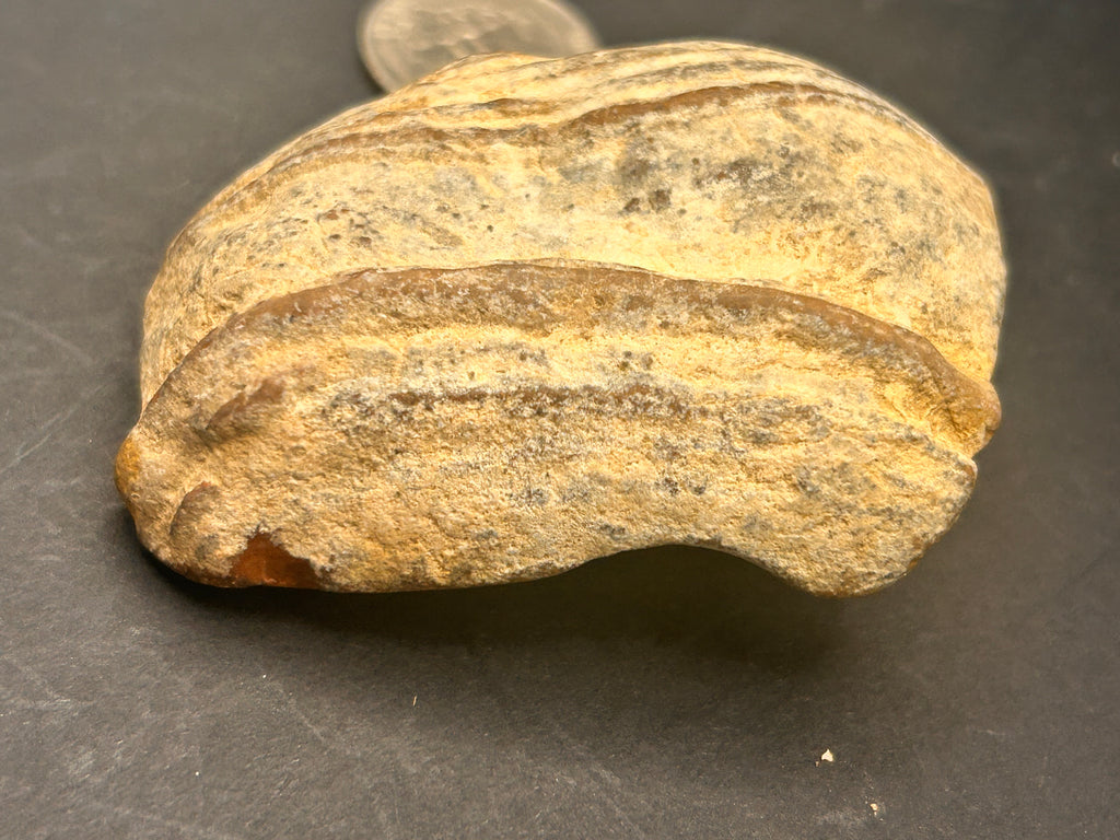 The Timber of Returning Echoes 4.68 ounces