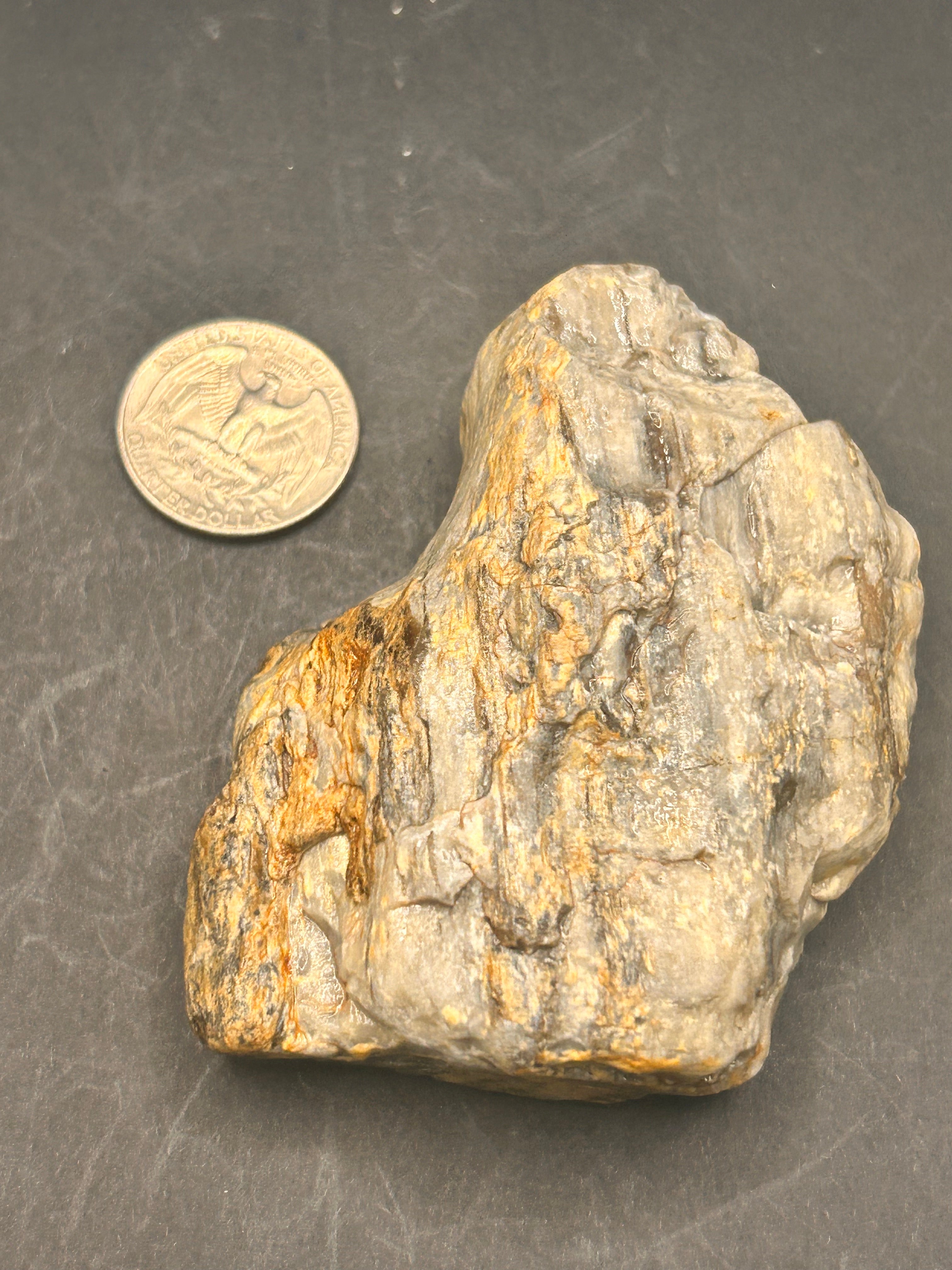 THE EMBER-ROOT SENTINEL — 4.95 oz Petrified Wood