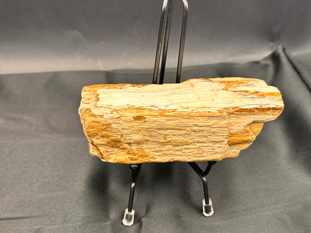 Petrified Wood – Ancient Earth’s Wisdom