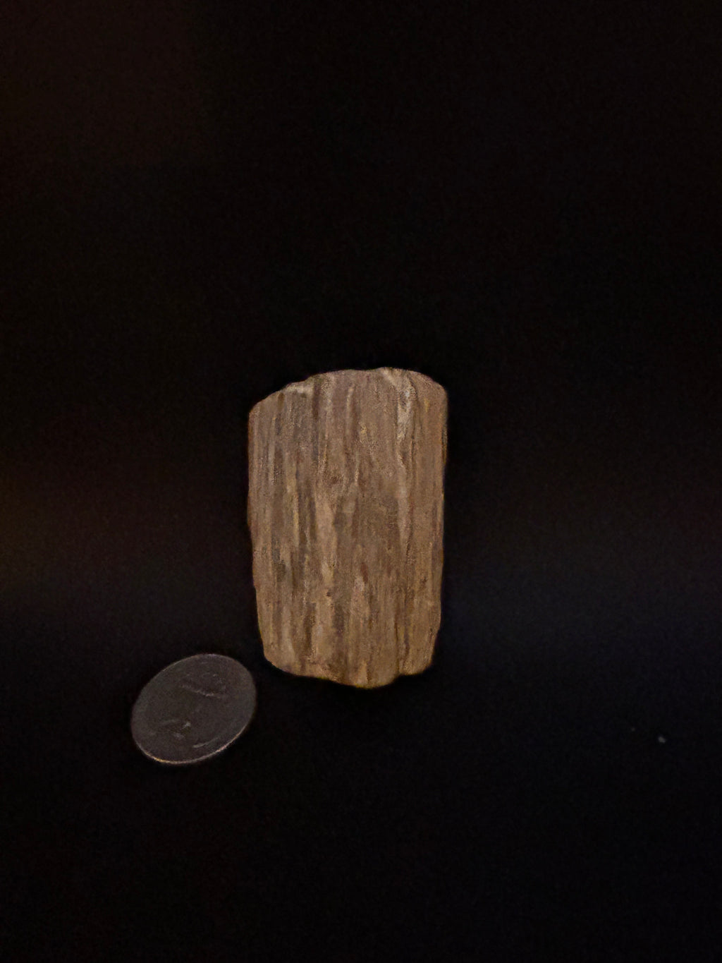 Petrified Wood with Crystallization — 2.95 oz