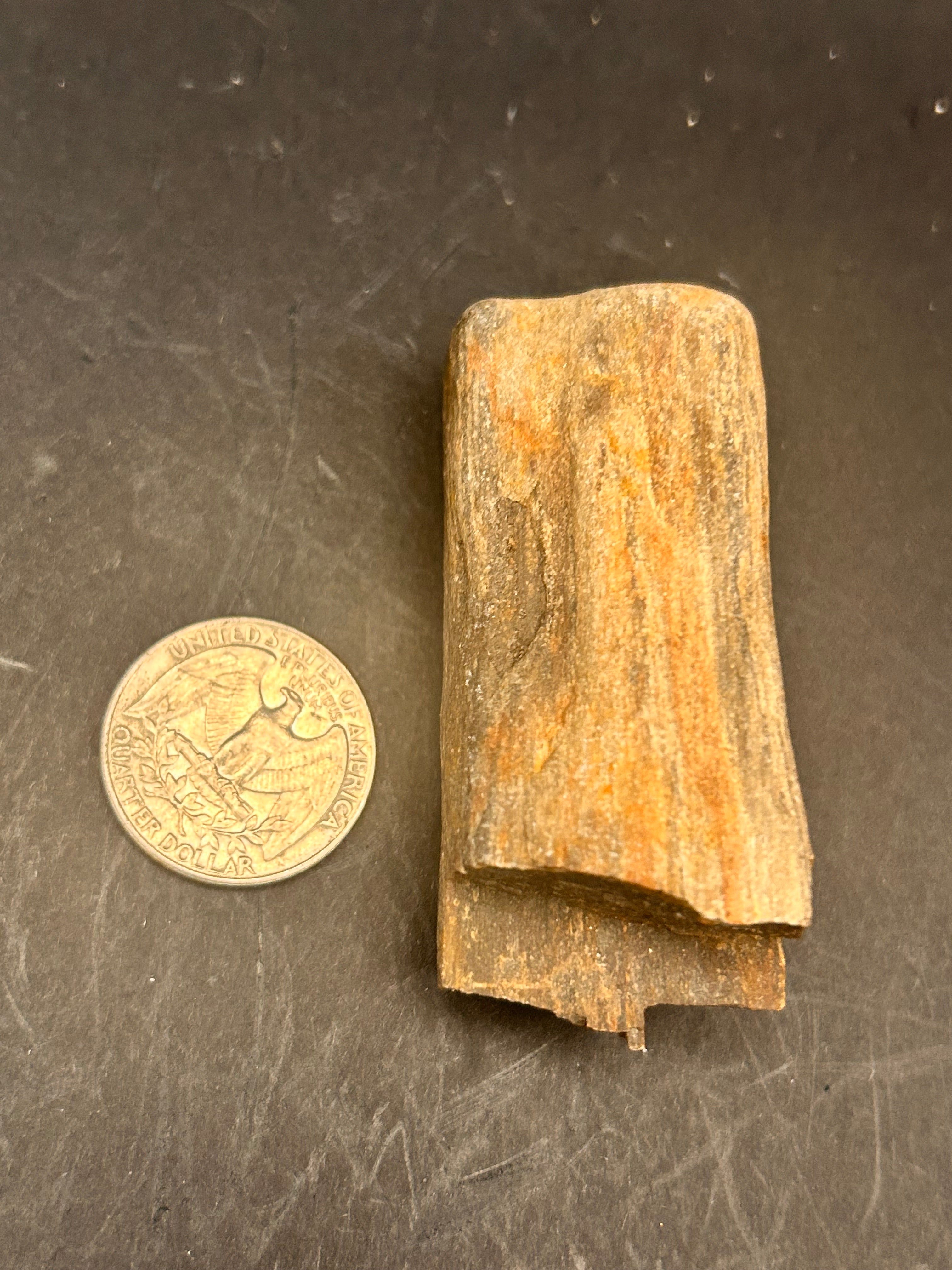 “Fossilwood Sentinel of Avrilis” — Petrified Jasper, 2.61 oz