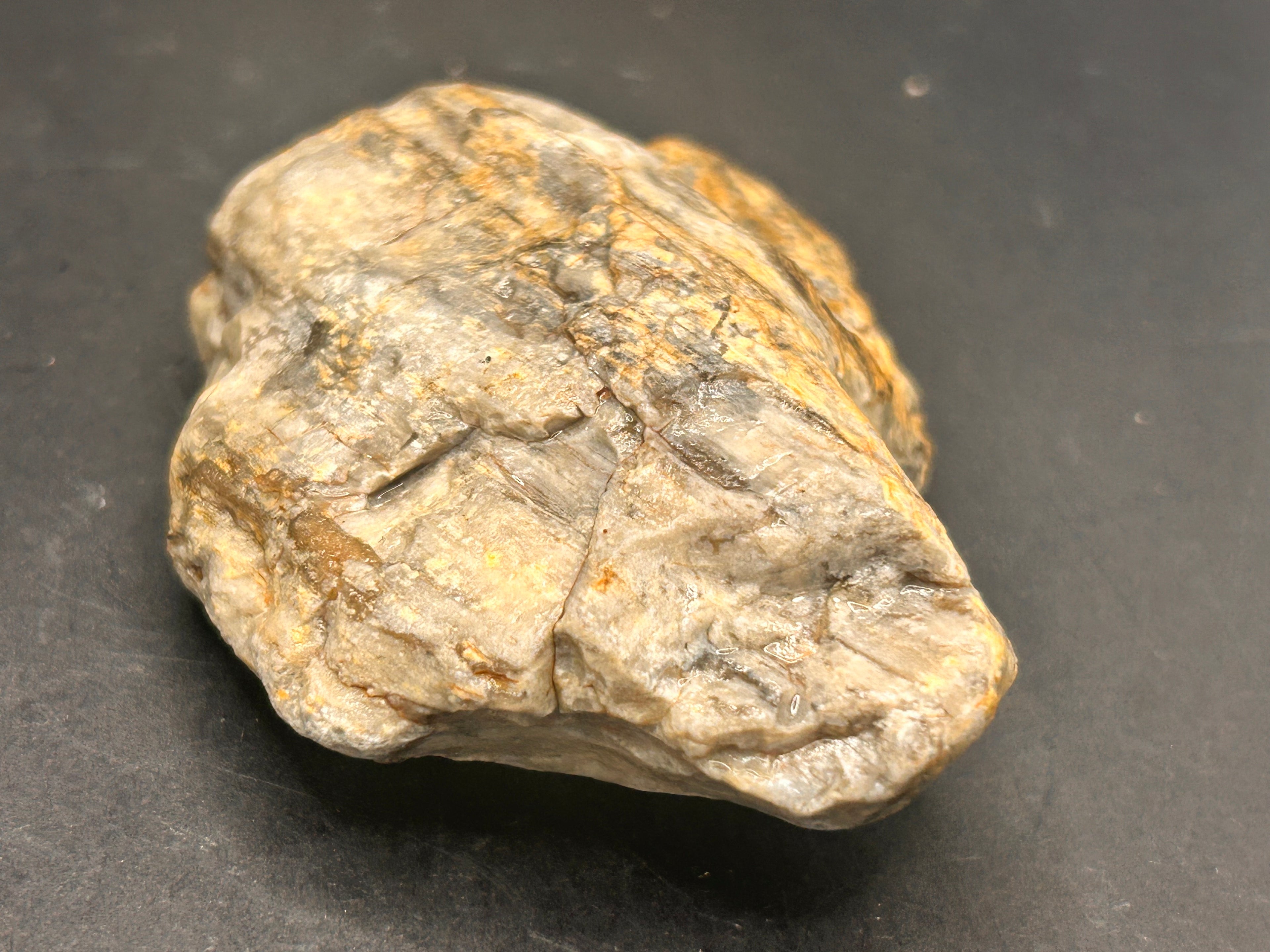 THE EMBER-ROOT SENTINEL — 4.95 oz Petrified Wood