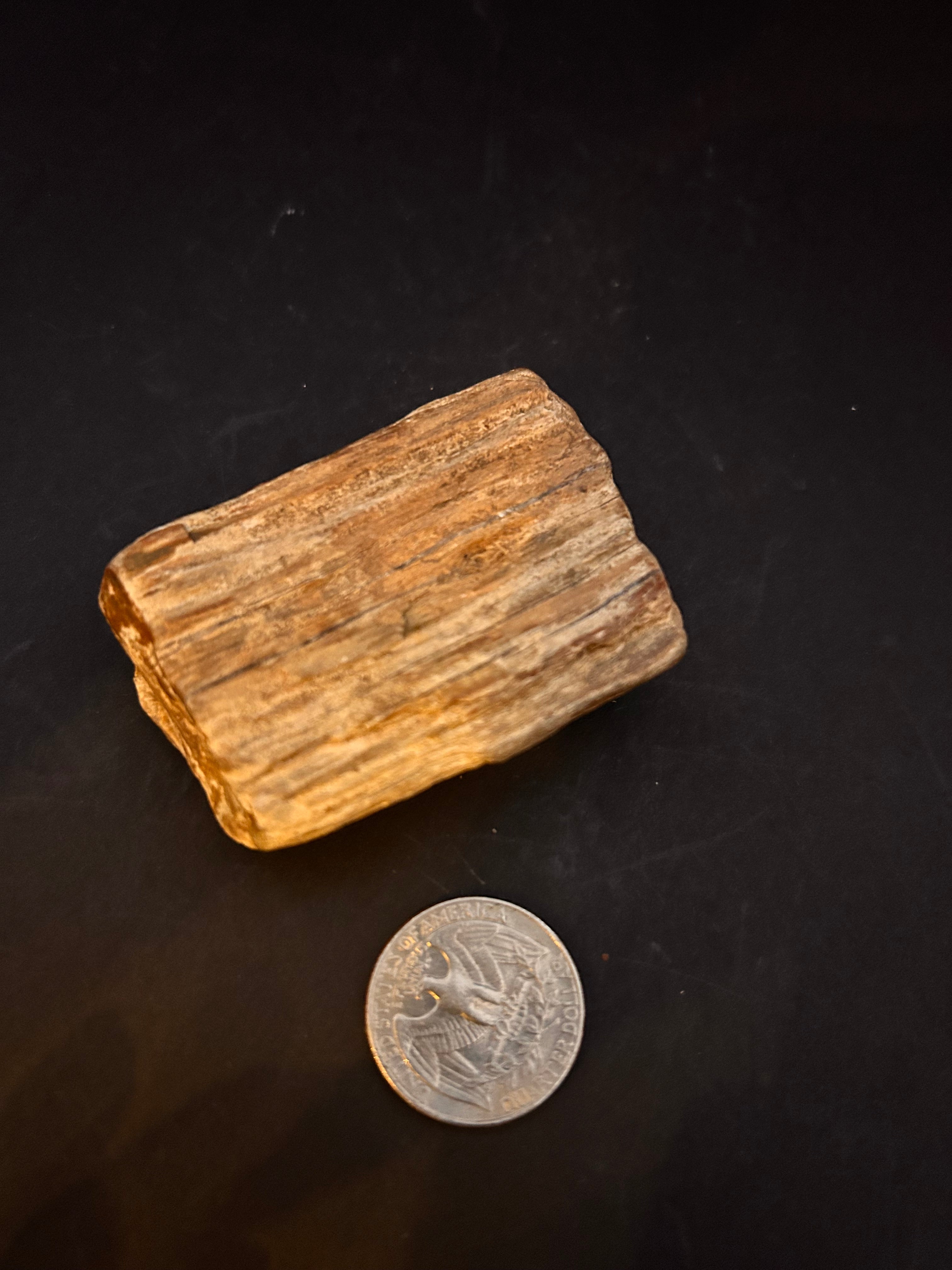 Petrified Wood with Crystallization — 2.95 oz