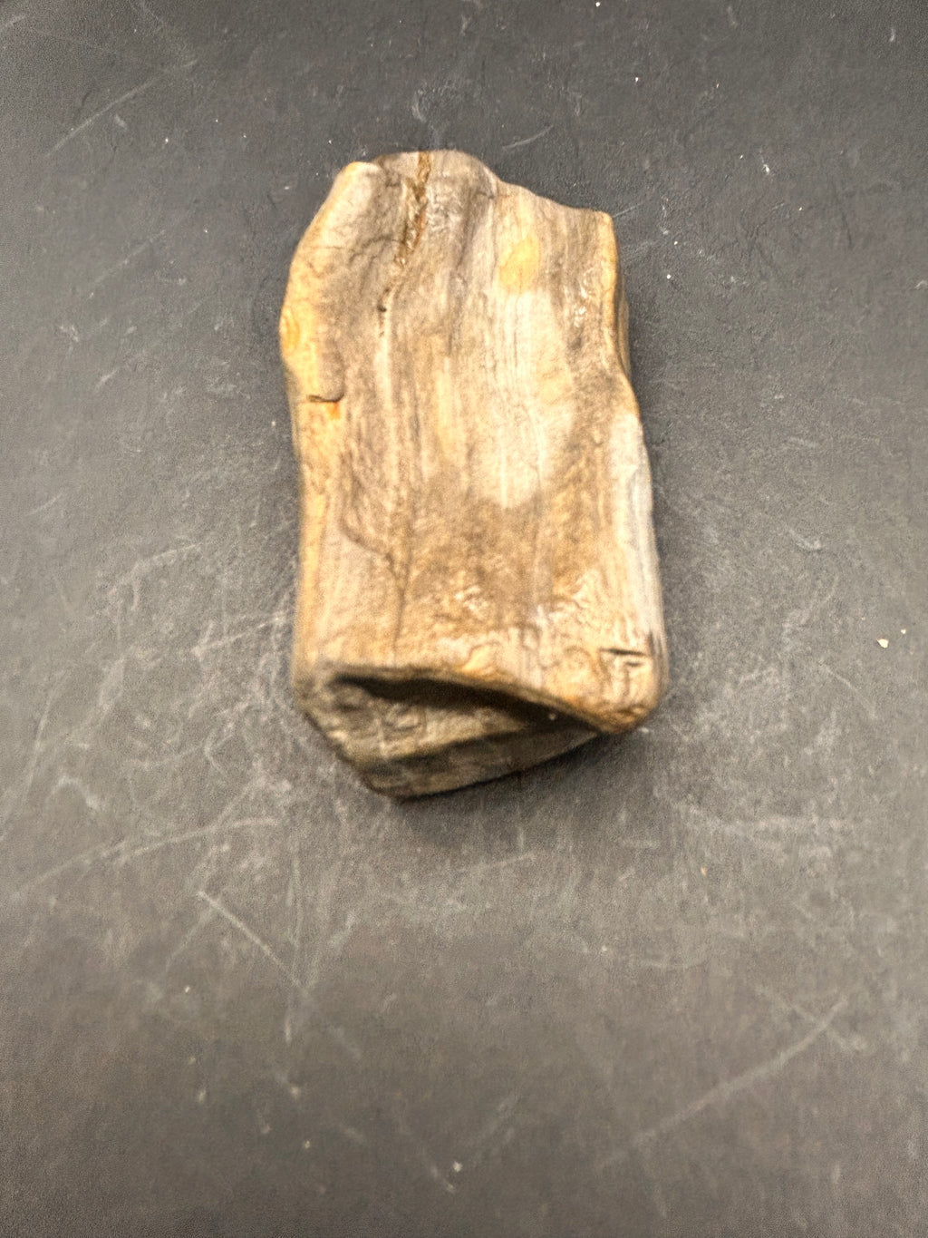 The Driftwood Echo is a 2.91-ounce exquisite piece of petrified wood