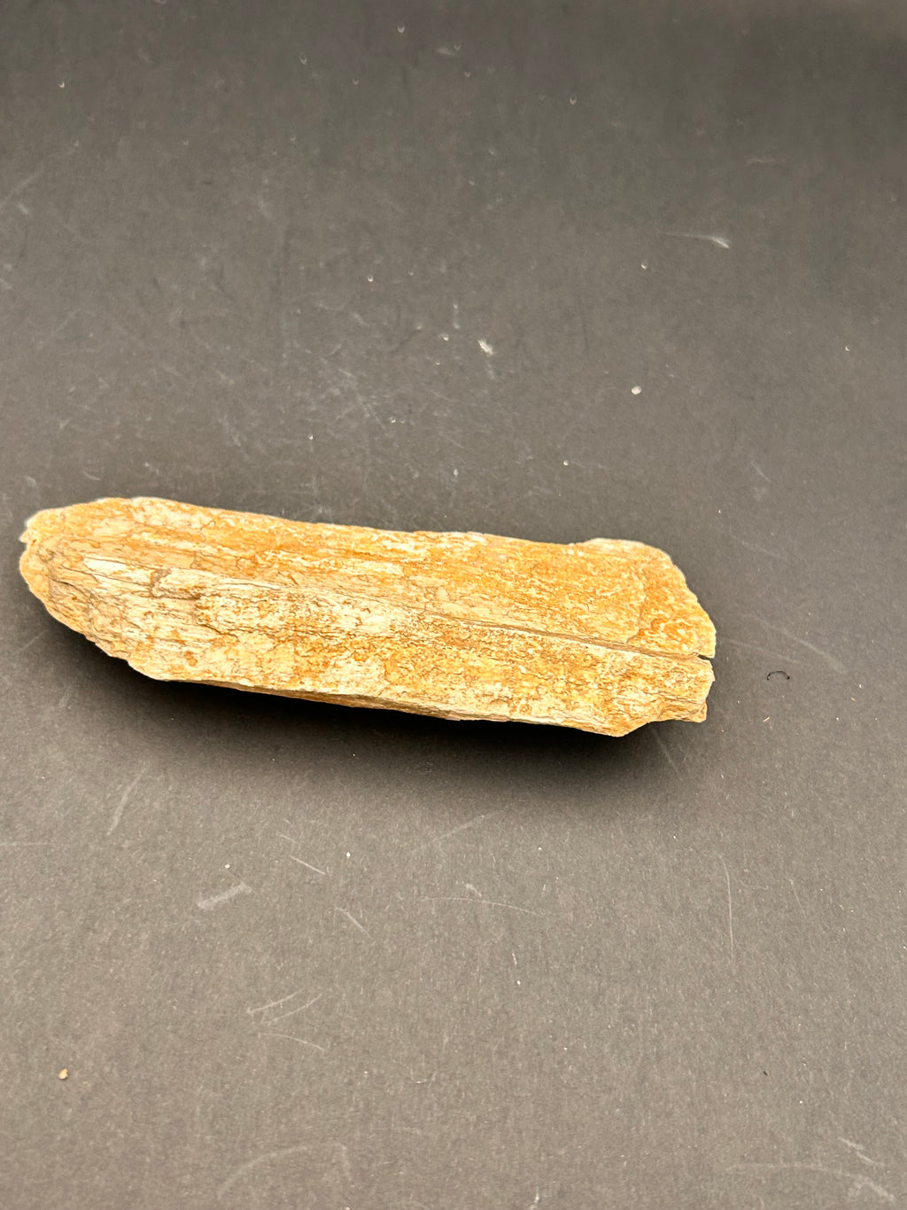 Petrified Whisperwood Sliver – Portal Collection – 3.31 oz