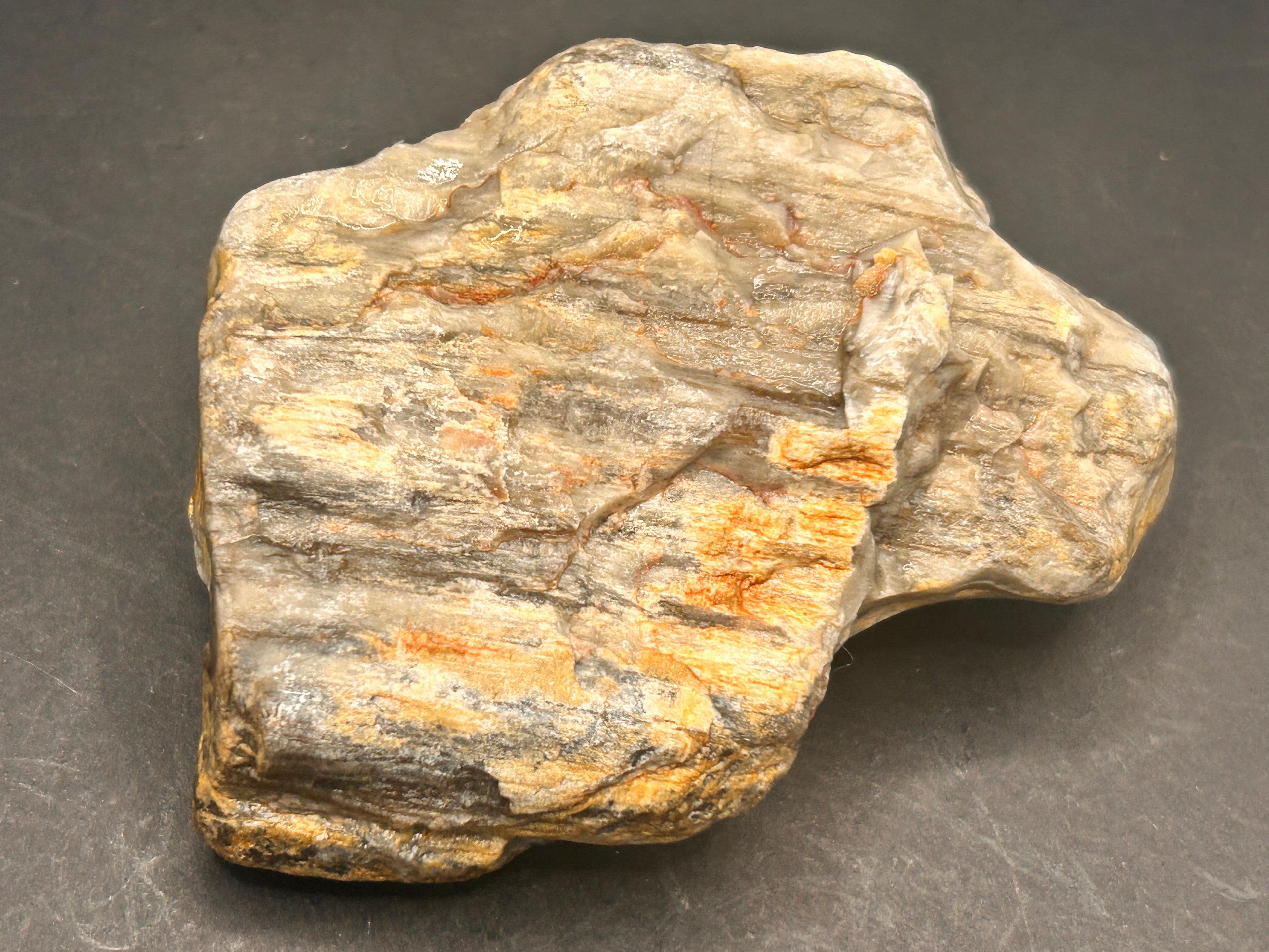 THE EMBER-ROOT SENTINEL — 4.95 oz Petrified Wood