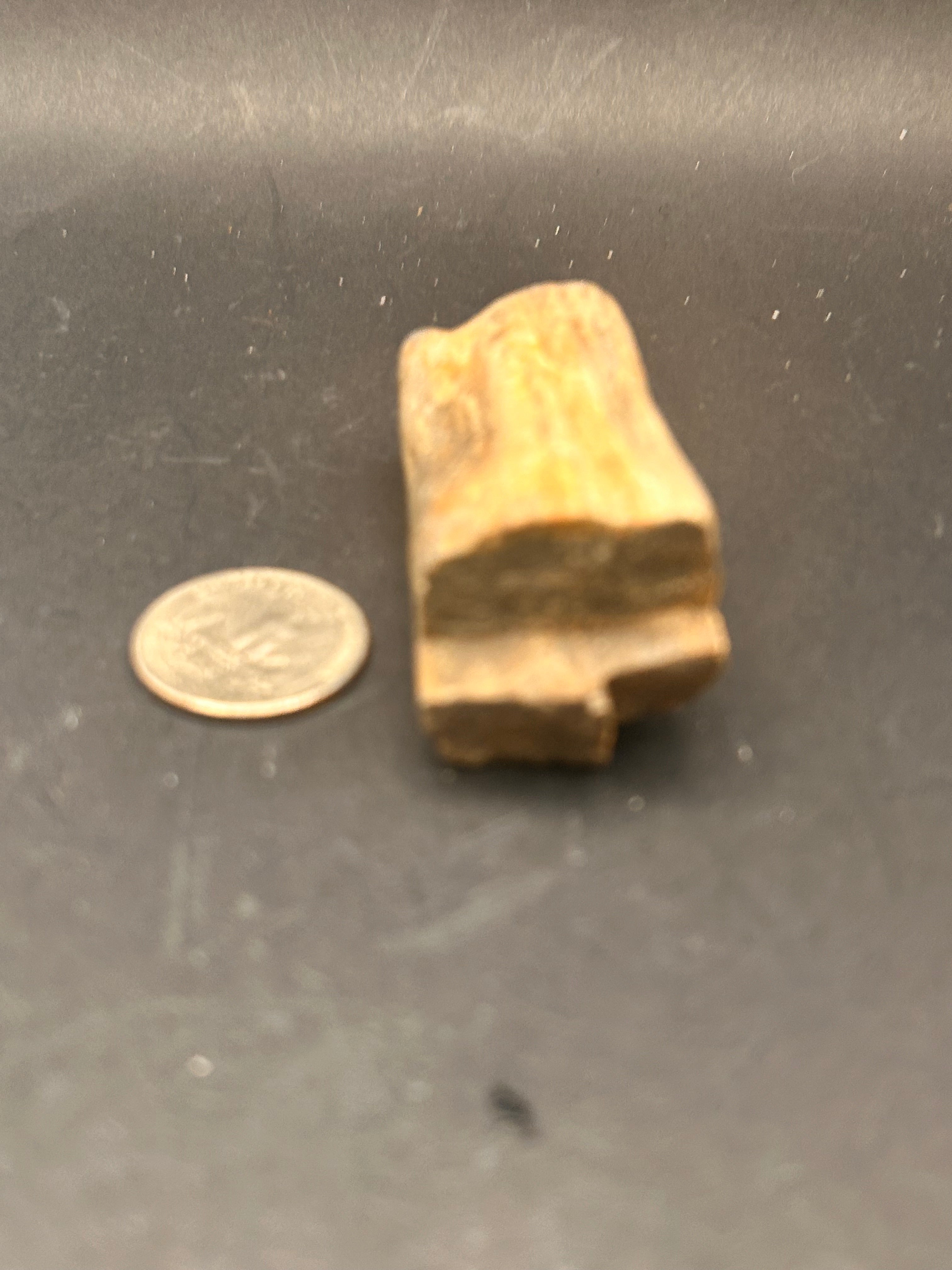 “Fossilwood Sentinel of Avrilis” — Petrified Jasper, 2.61 oz