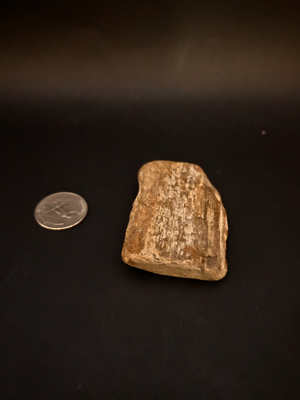 Petrified Fossil Wood Fragment (Mineralized Timber Core) 2.46 ounce