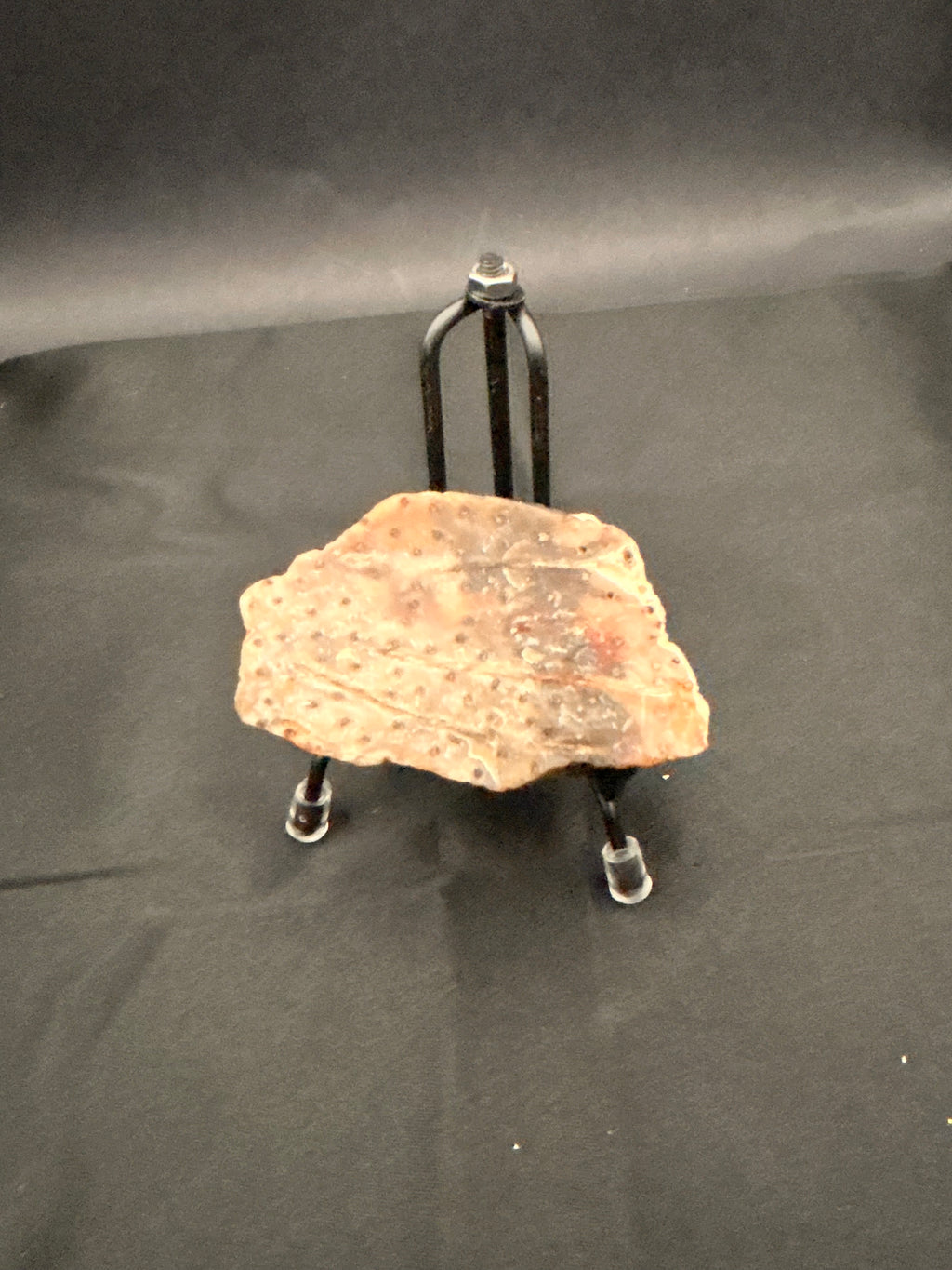 Marine Fossil Specimen
Weight: 6 oz