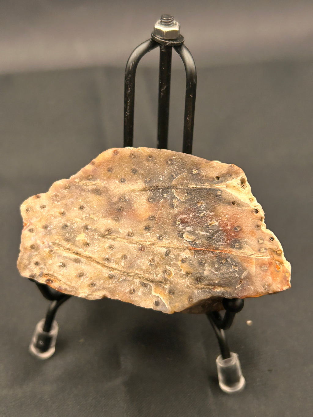 Marine Fossil Specimen
Weight: 6 oz