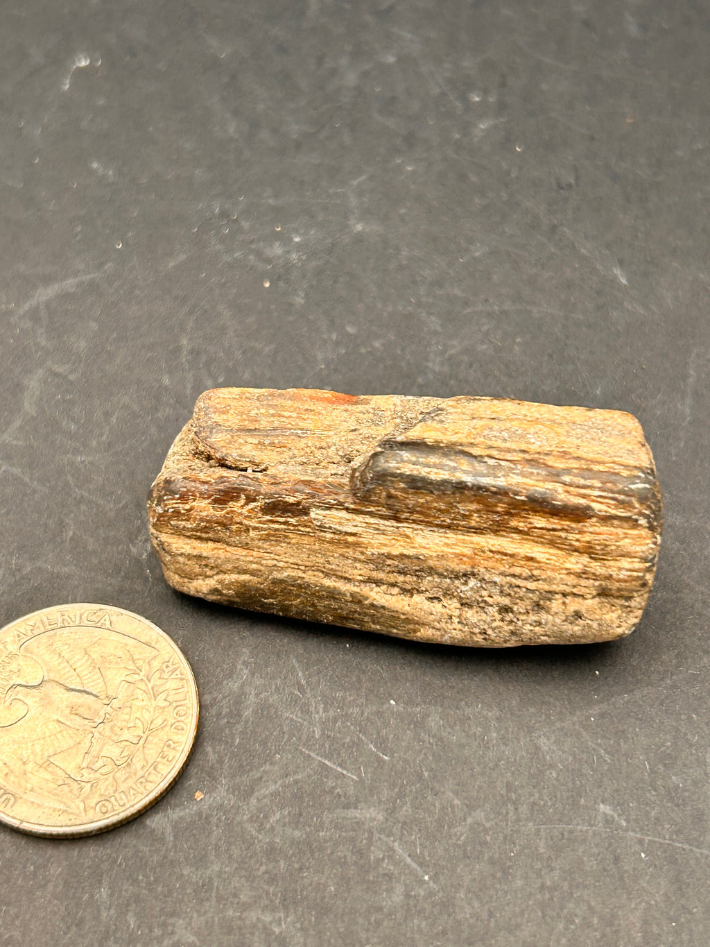 Petrified Wood Shard – 1.05 oz – Portal Collection