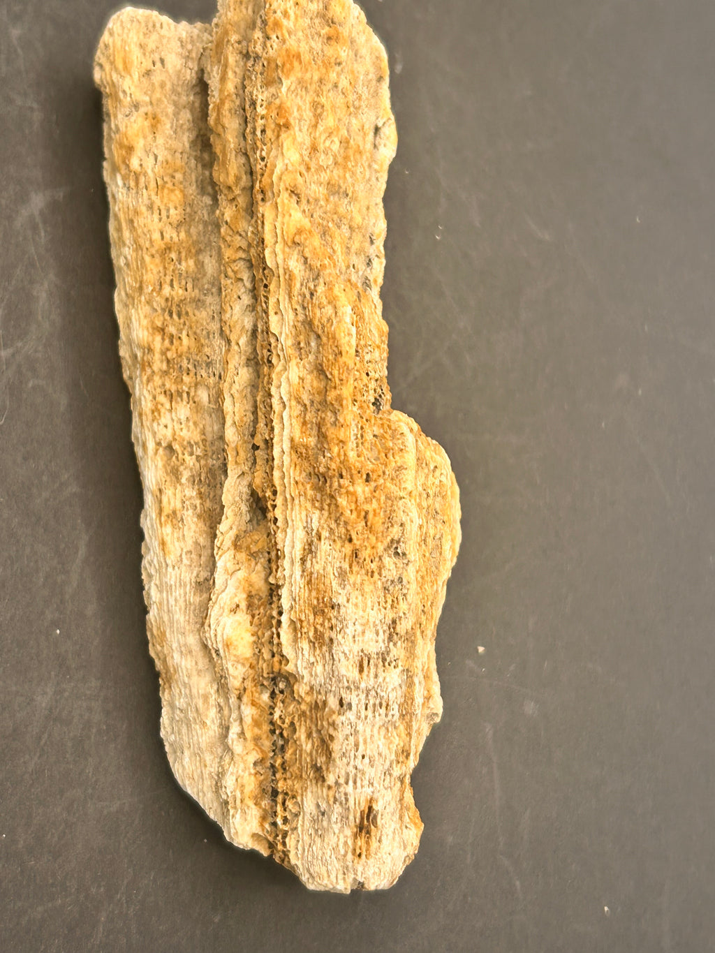 The Coral Spine of the Lumin Tides”  Fossilized Coral