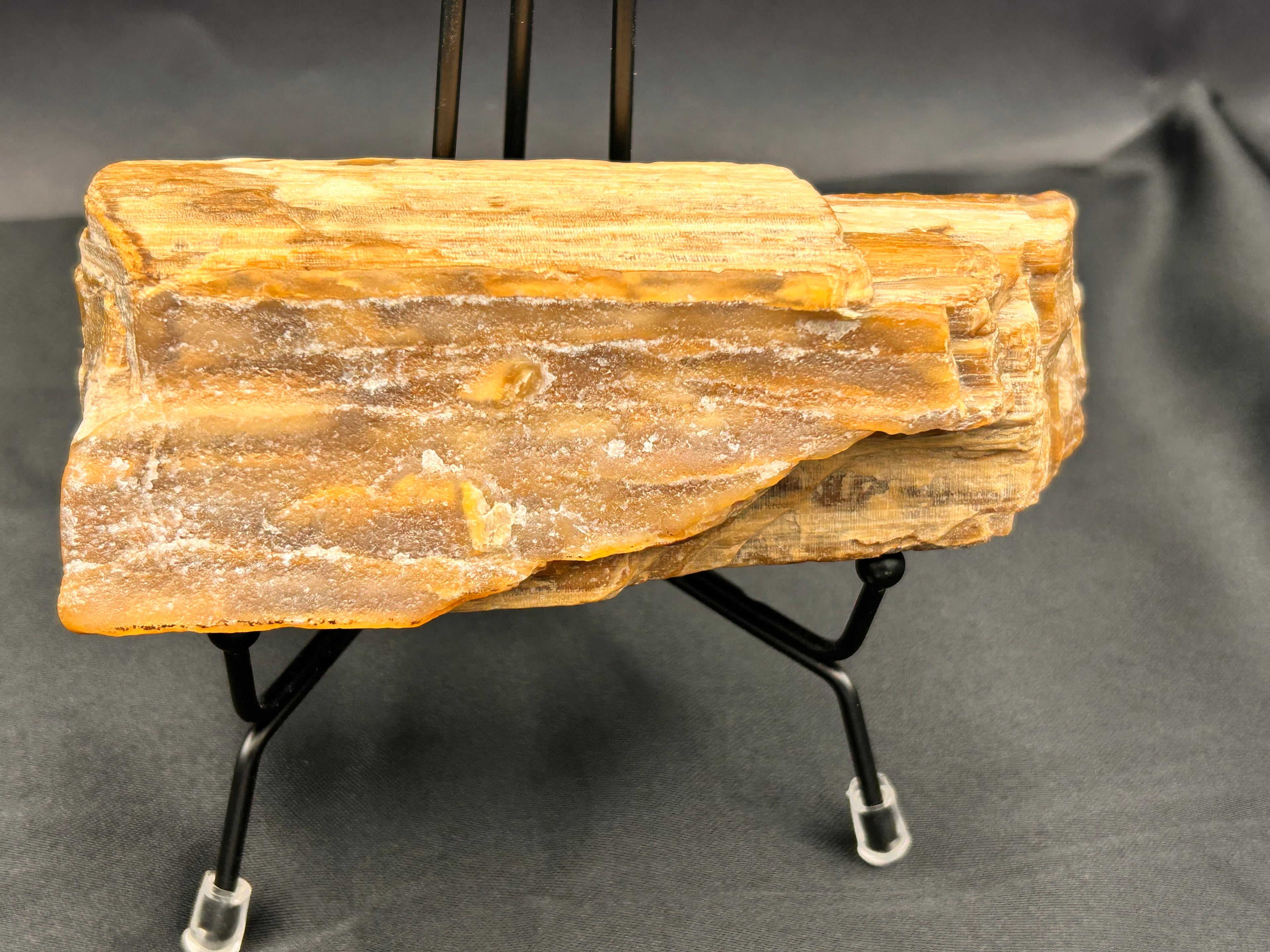 Petrified Wood – Ancient Earth’s Wisdom