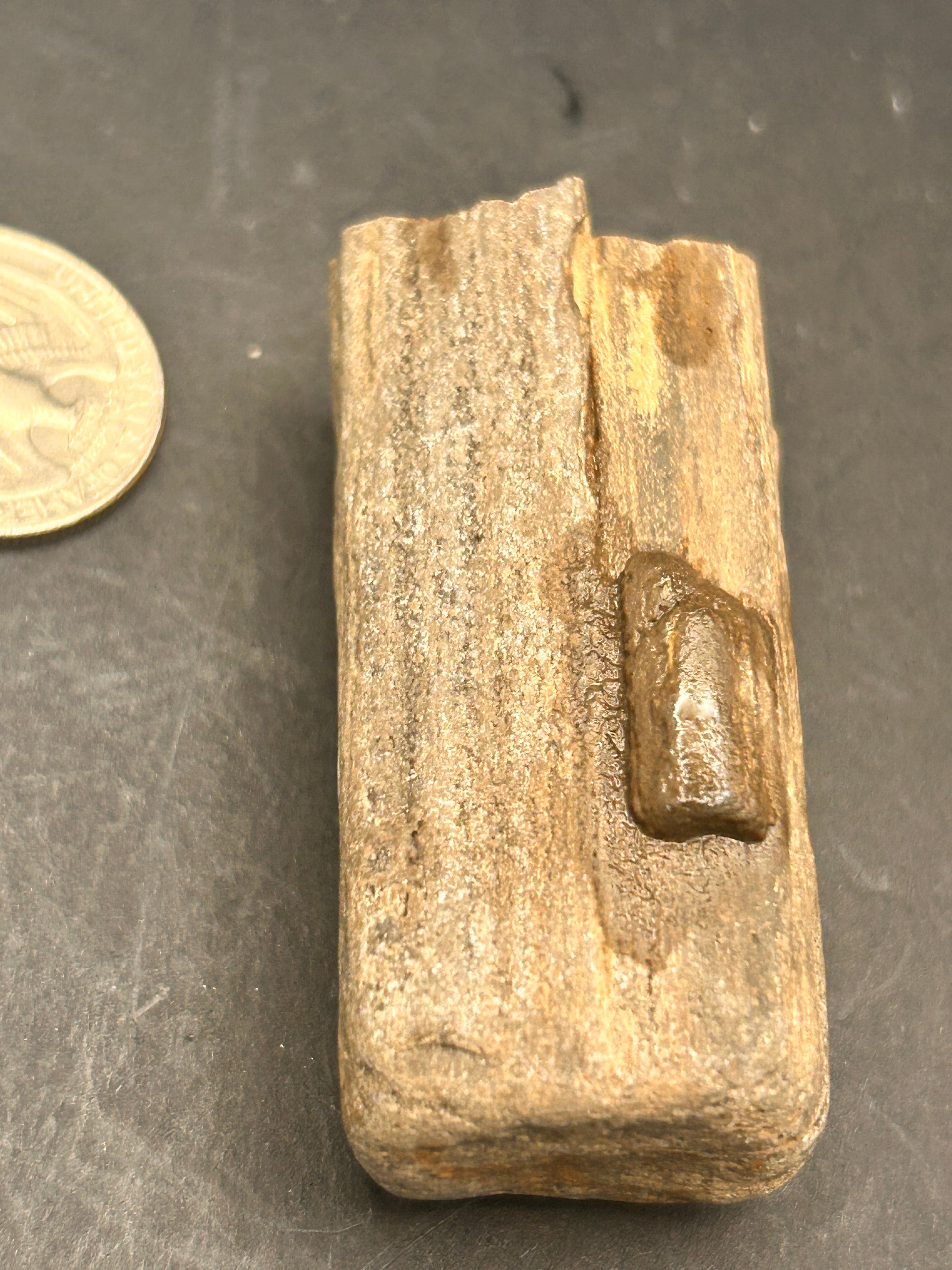 “Fossilwood Sentinel of Avrilis” — Petrified Jasper, 2.61 oz