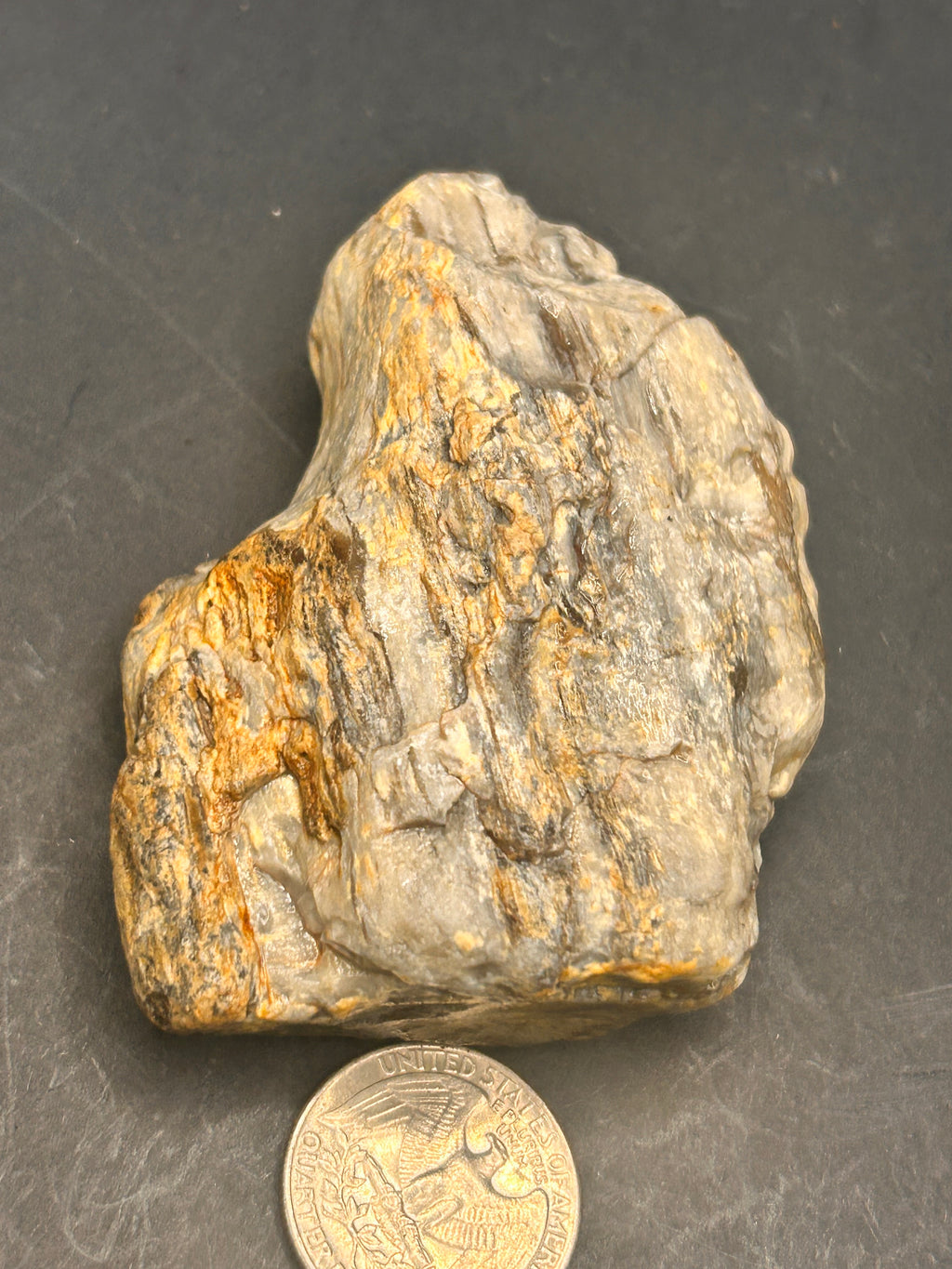 THE EMBER-ROOT SENTINEL — 4.95 oz Petrified Wood